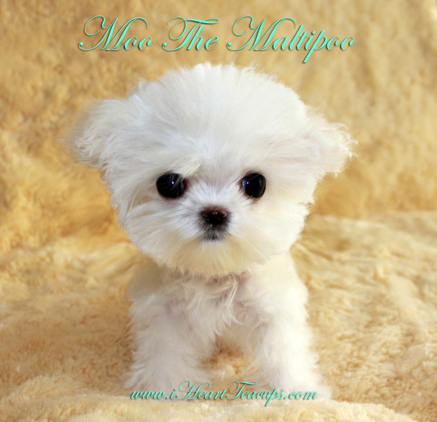 MICRO TEACUP MALTIPOO PUPPY MOO! Platinum Luxury Puppy for sale in Ca