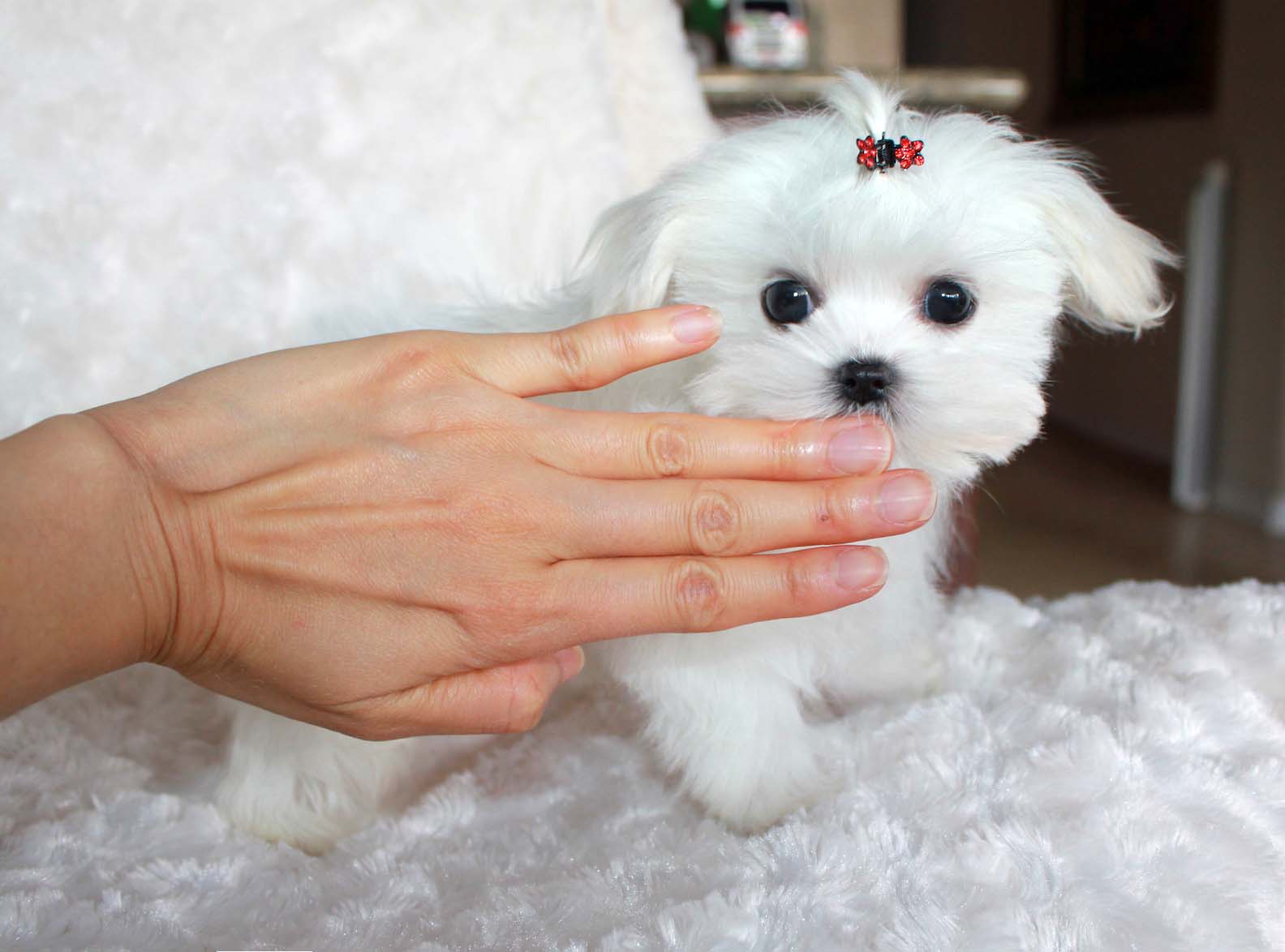 tiny teacup maltese puppies for sale