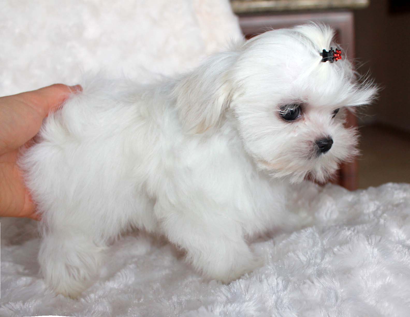 Micro Teacup Maltese Puppy for sale Platinum Puppy! COBBY with Babydoll face iHeartTeacups