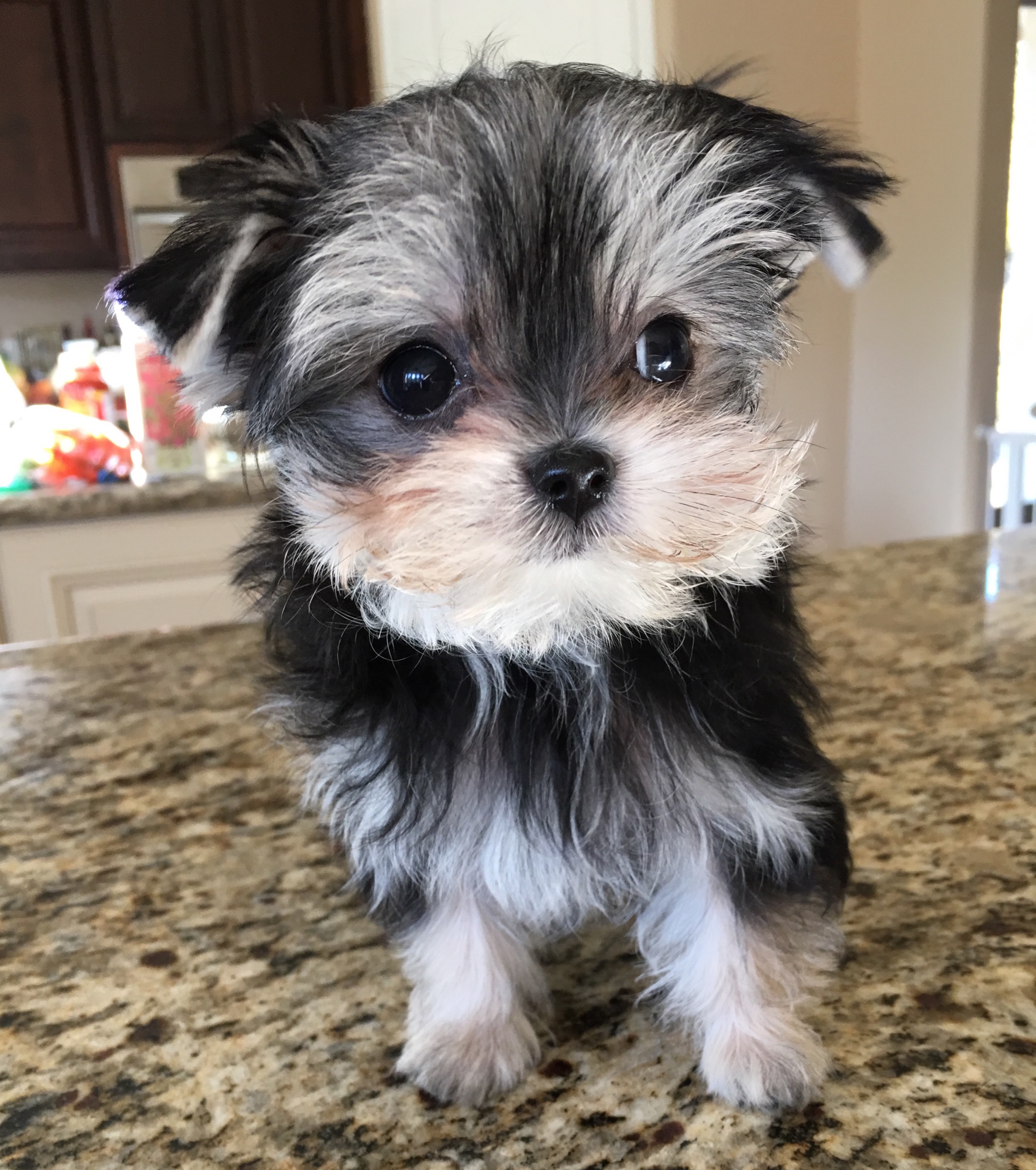 morkie maltese yorkie puppies for sale