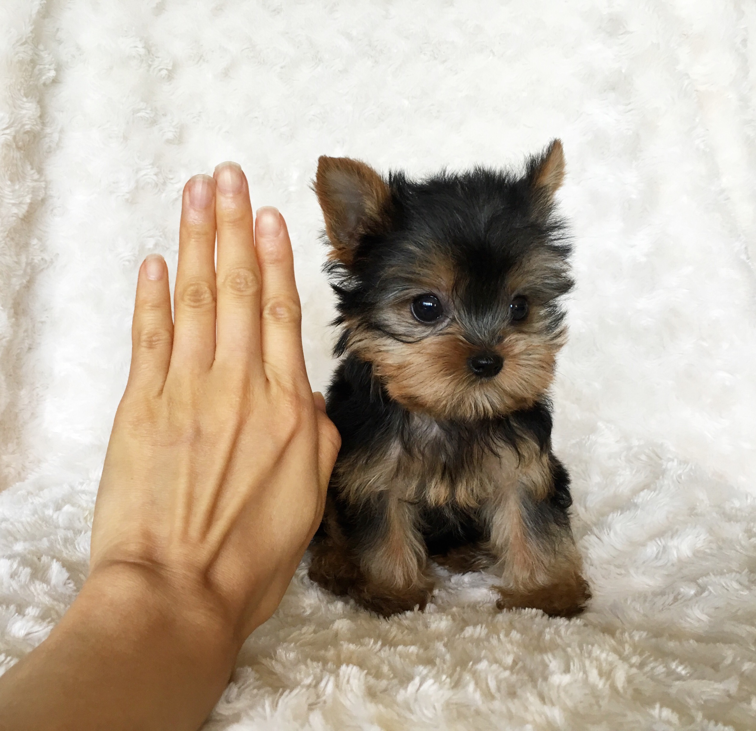 yorkies puppies for sale