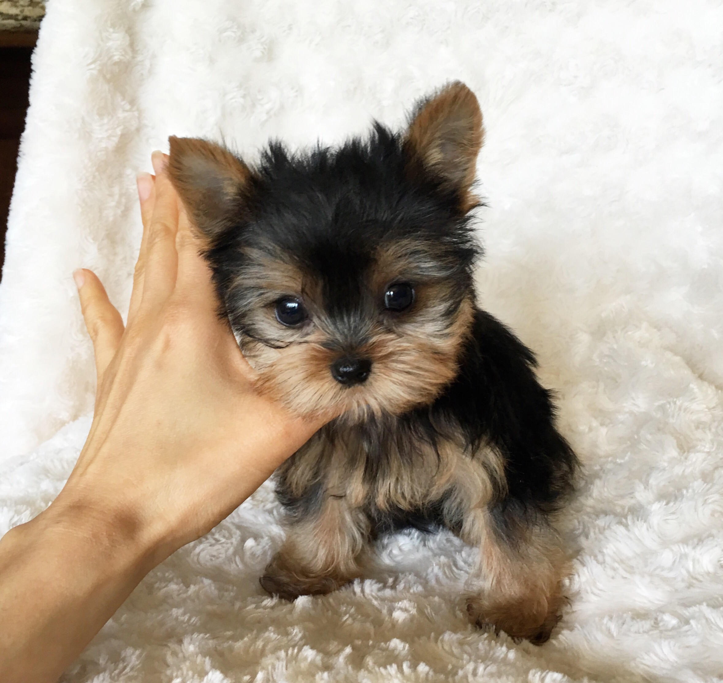 toy yorkie puppy for sale