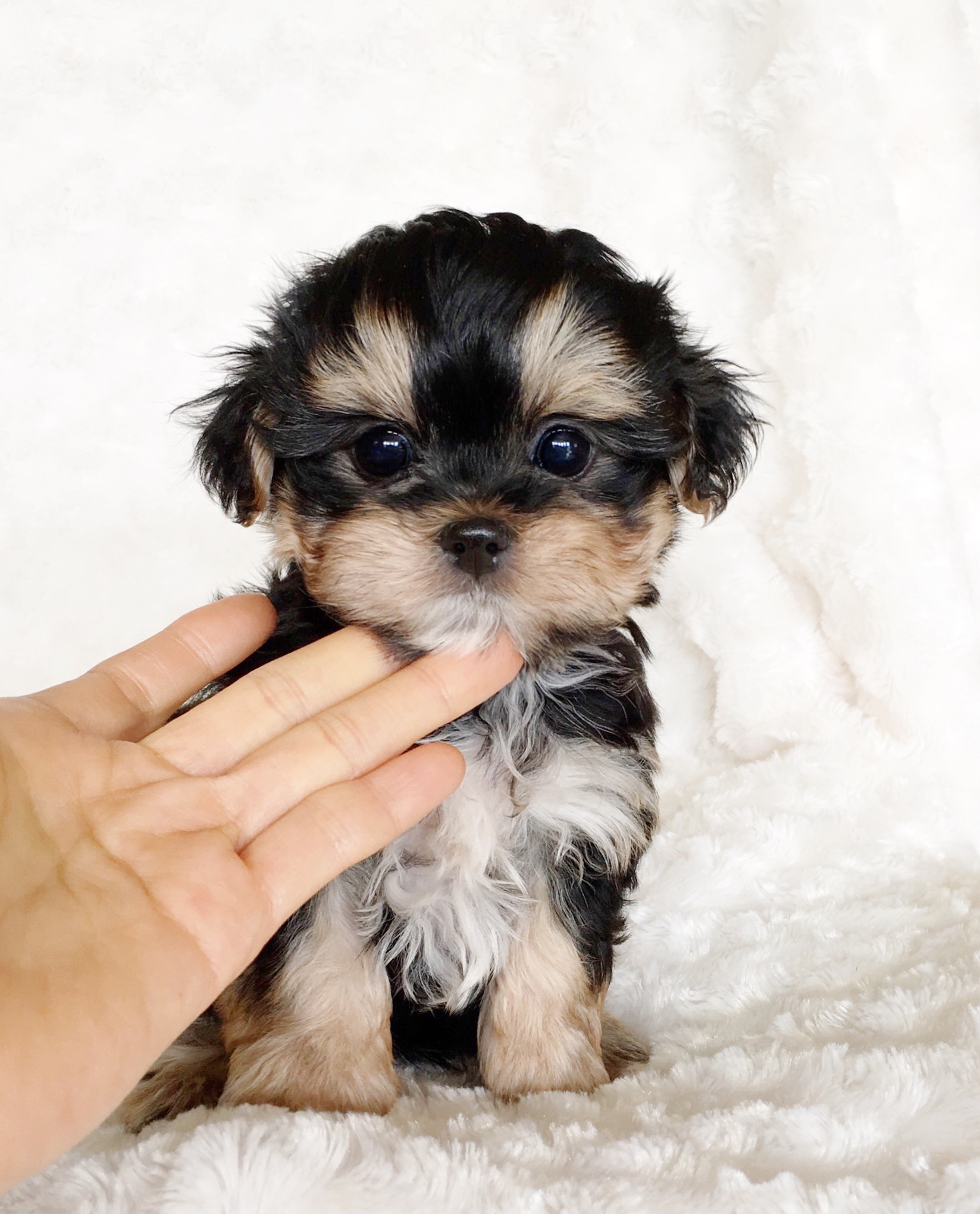 Teacup Morkie Puppy for sale! Cobby and 