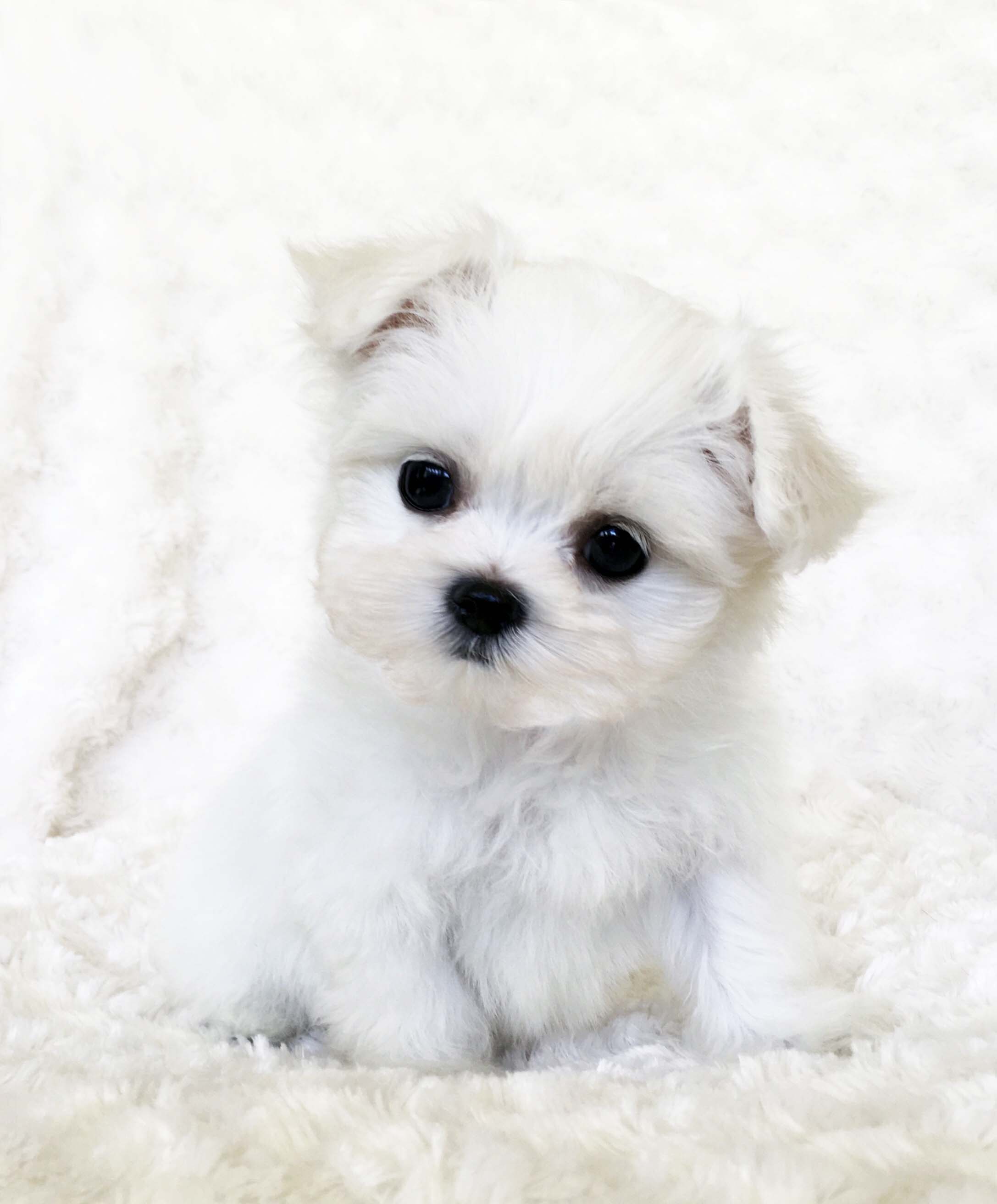 Teacup Maltese Puppy White!! | iHeartTeacups