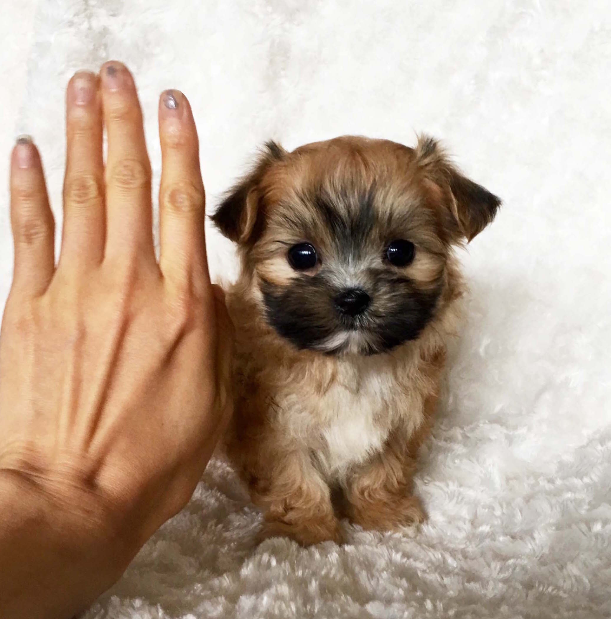 miniature morkie puppies for sale