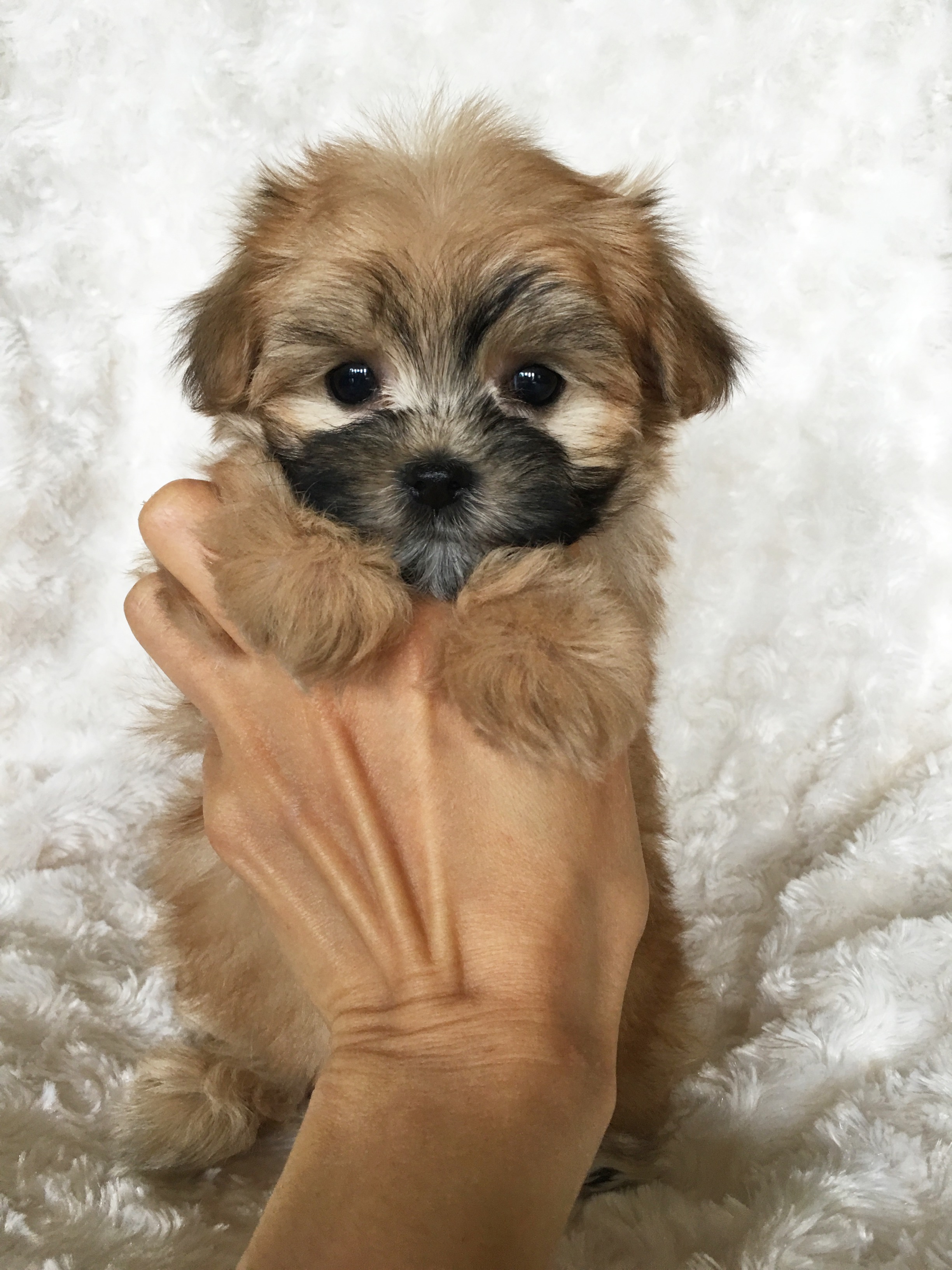yorkie maltese puppies for sale near me