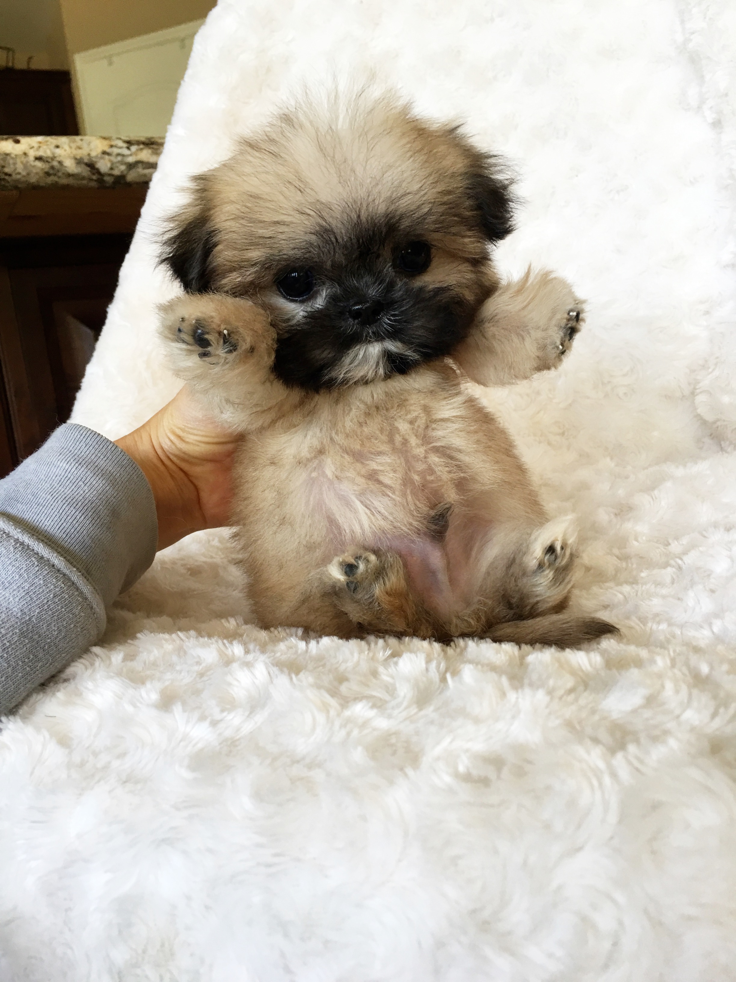 miniature teddy bear puppies for sale