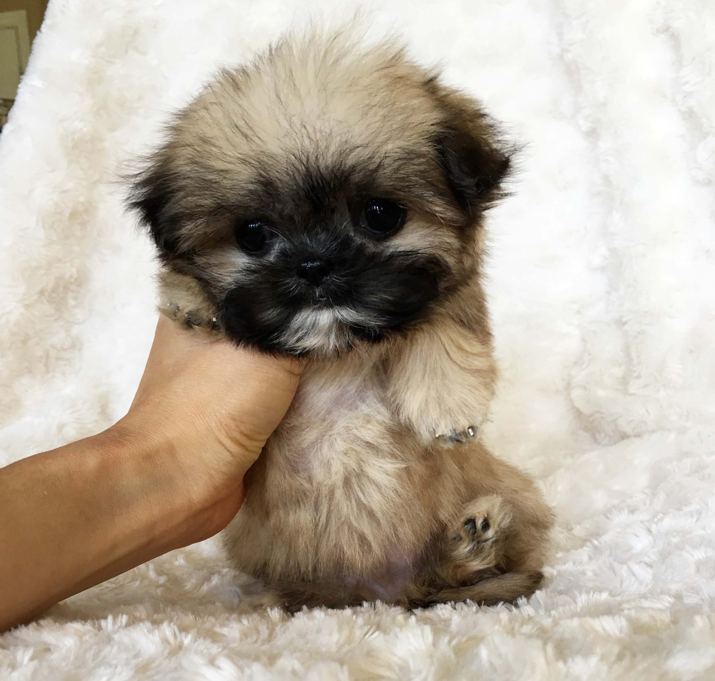 dogs with teddy bear faces