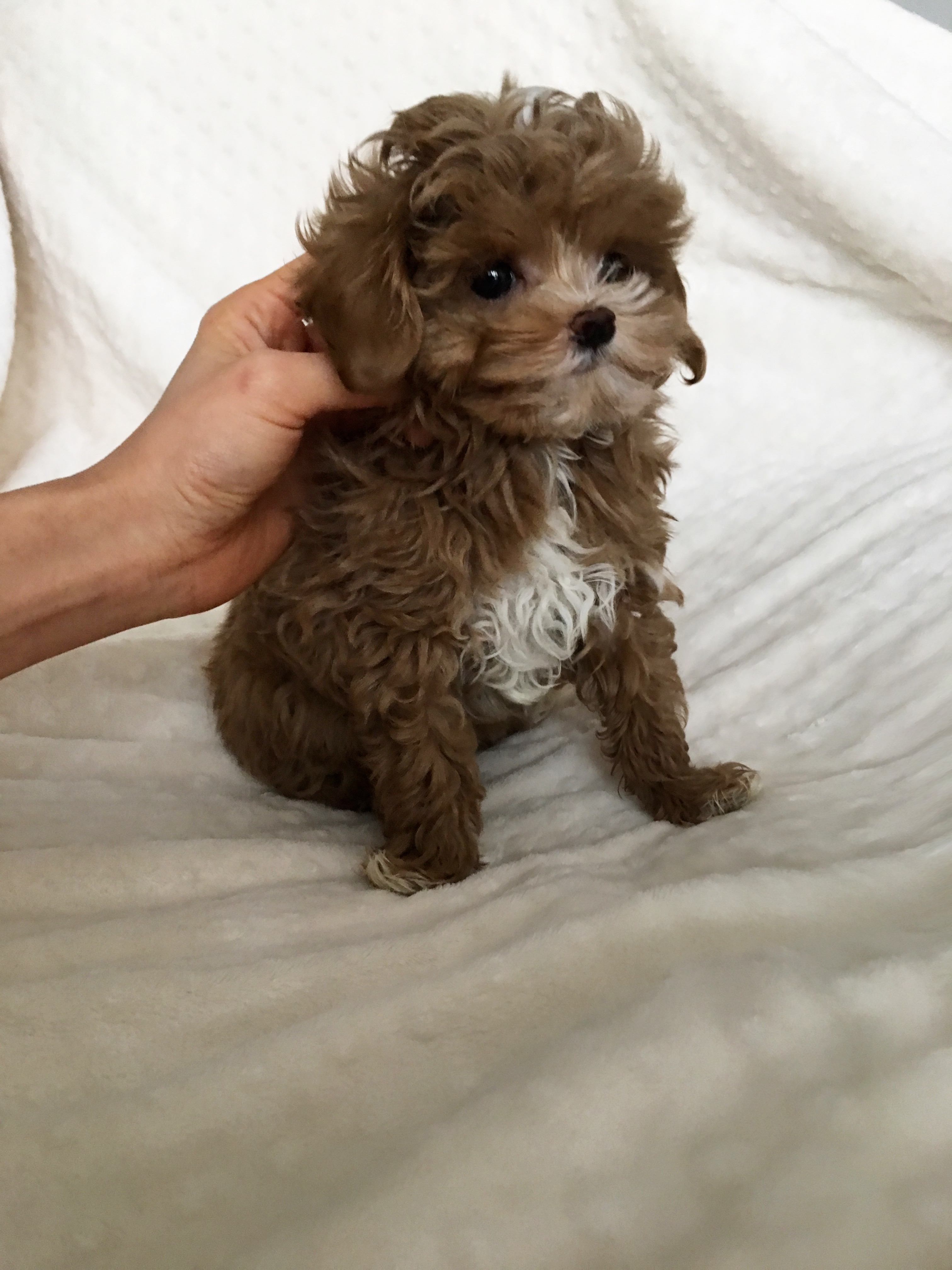 puppies-for-sale-los-angeles
