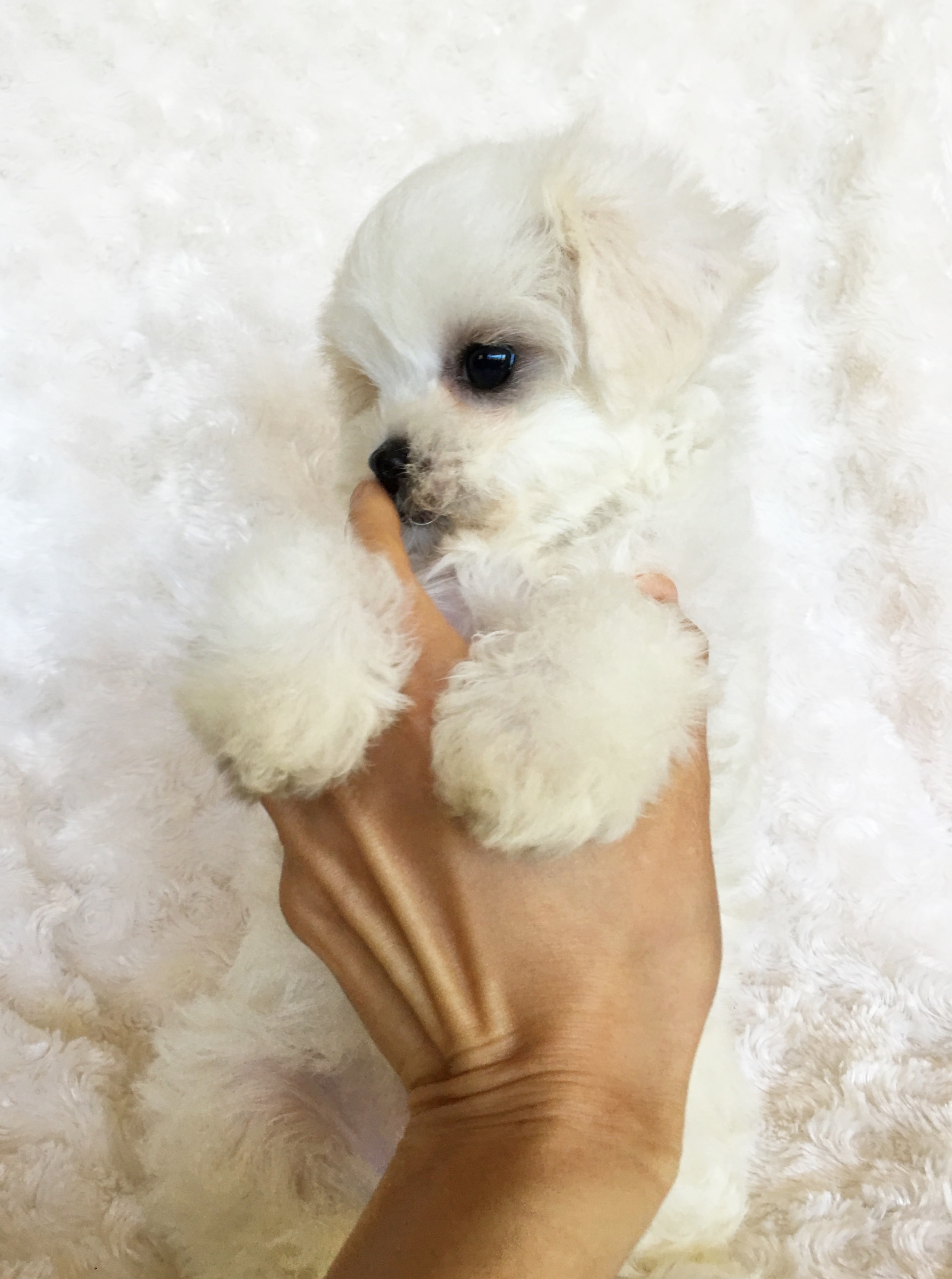 Teacup Maltipoo Puppy for sale "Marshmallow" | iHeartTeacups