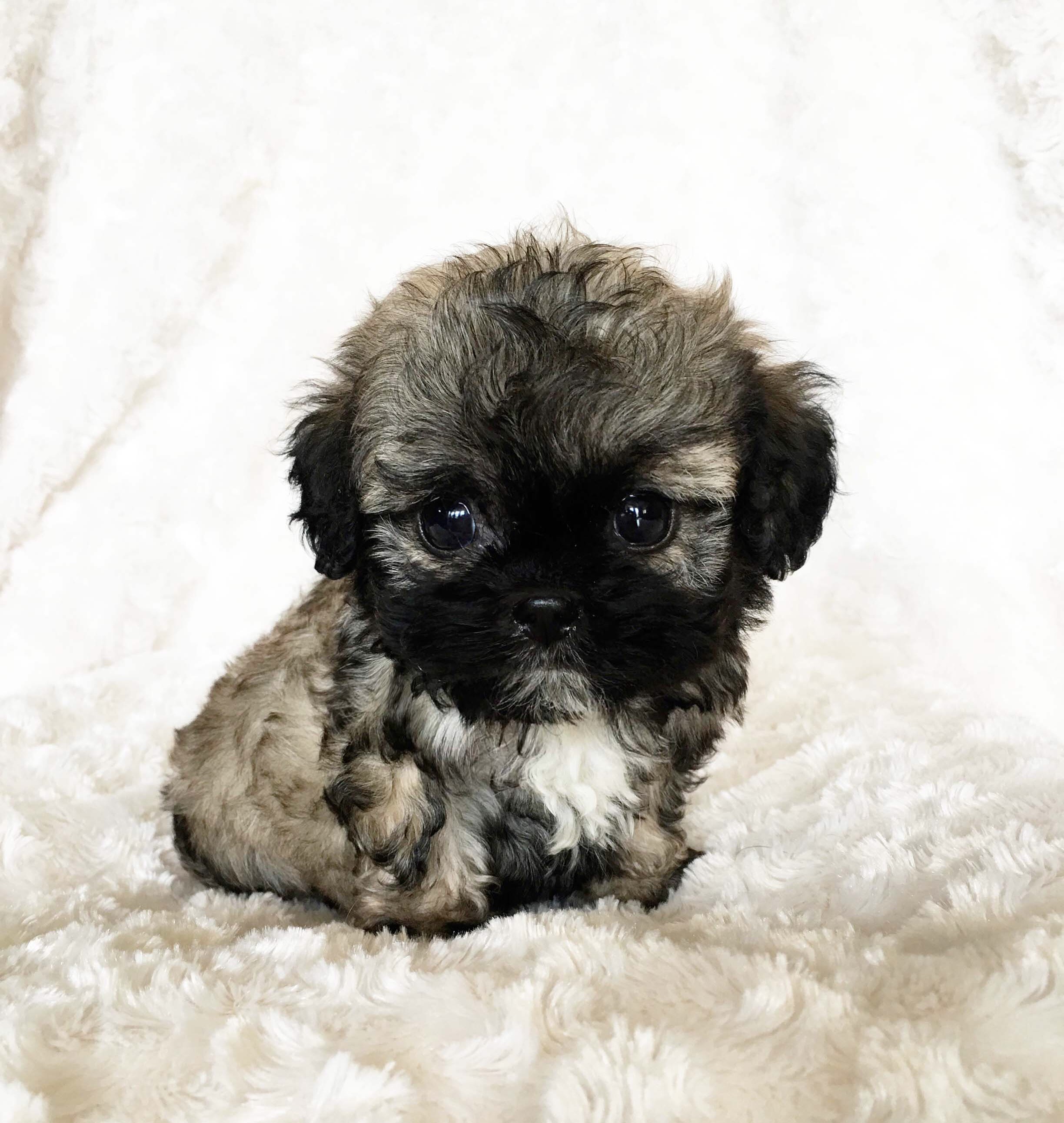 micro teddy bear puppies for sale