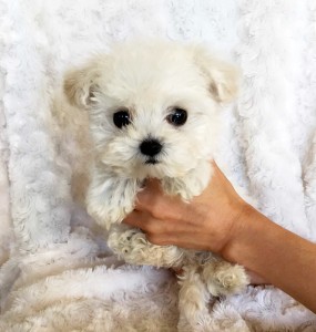 morkie teacup puppy iheartteacups