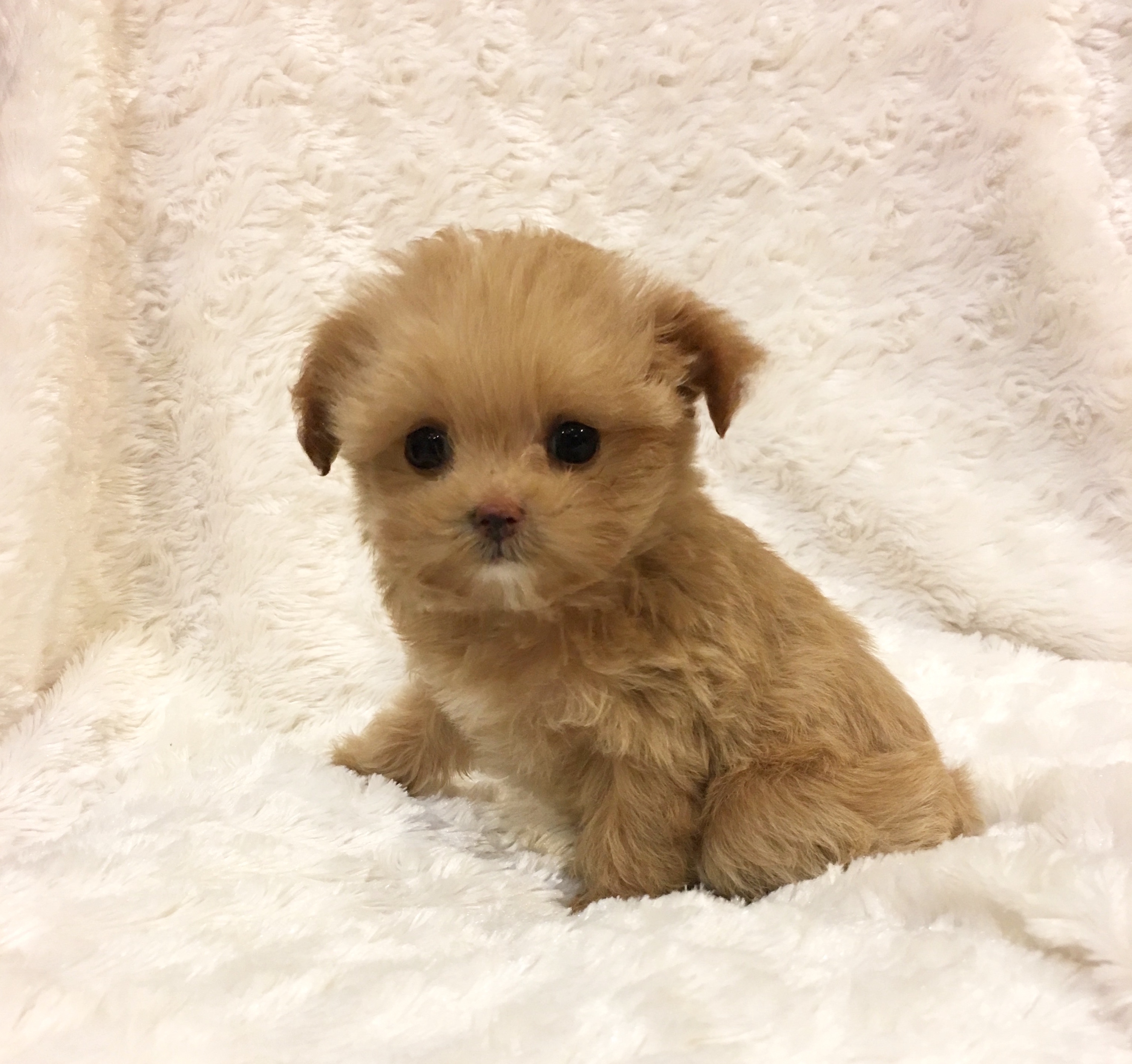 55 Top Pictures Maltipoo Puppies For Sale In Ga / Little MaltiPoo