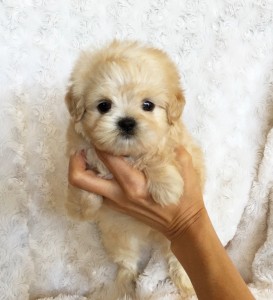 teacup puppy maltipoo california iheartteacups search