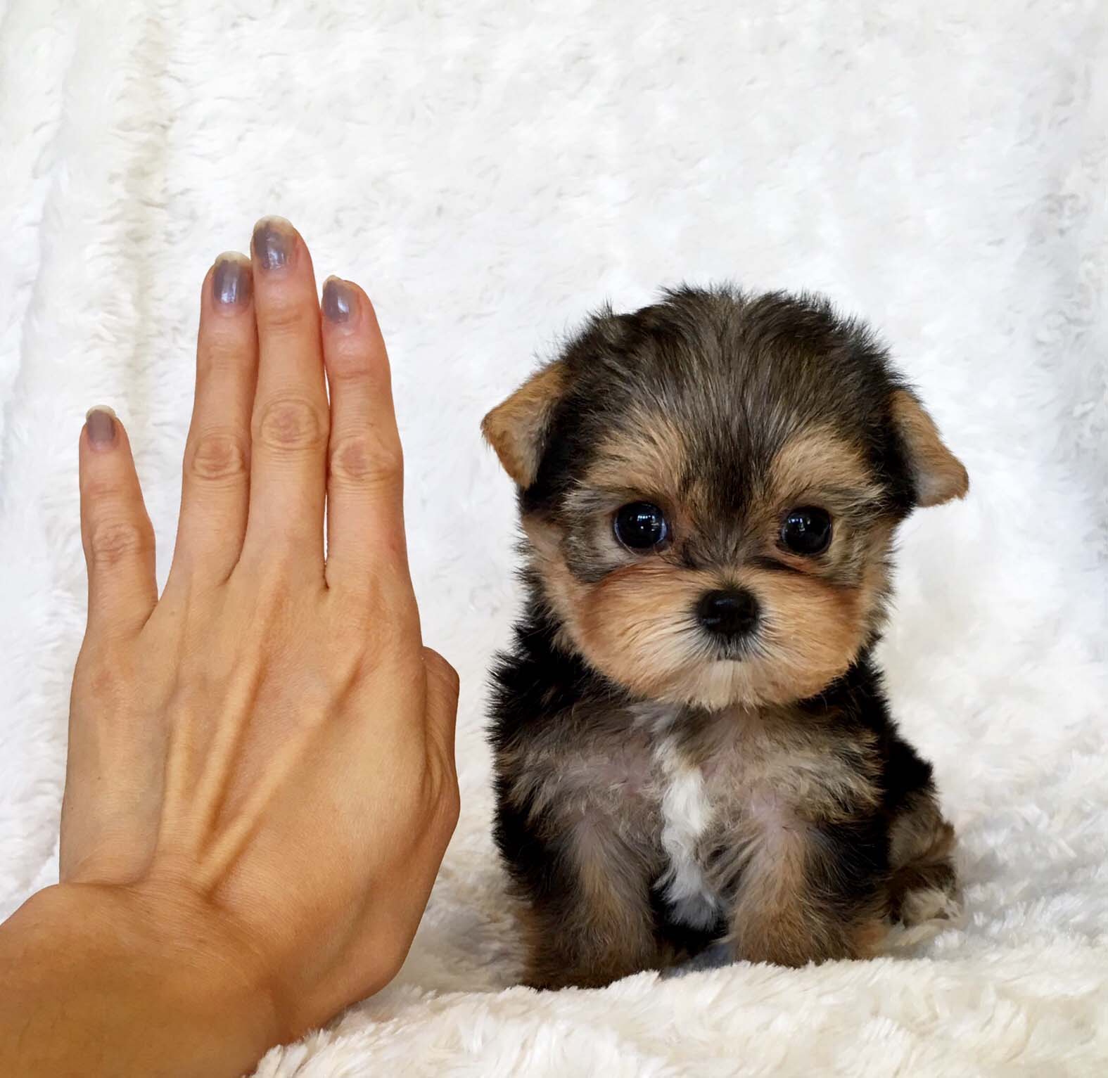 yorkie teacup size