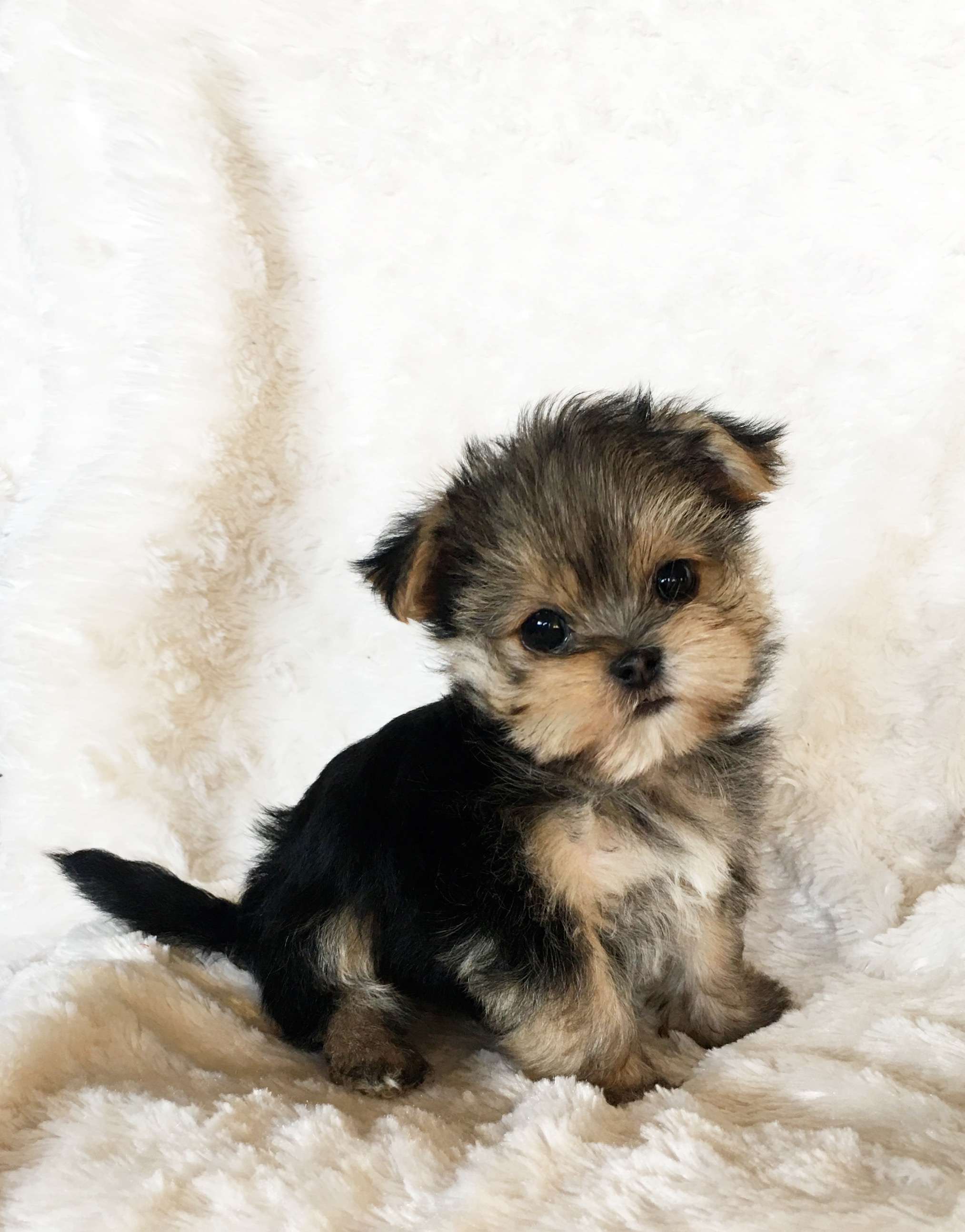 miniature morkie puppies for sale