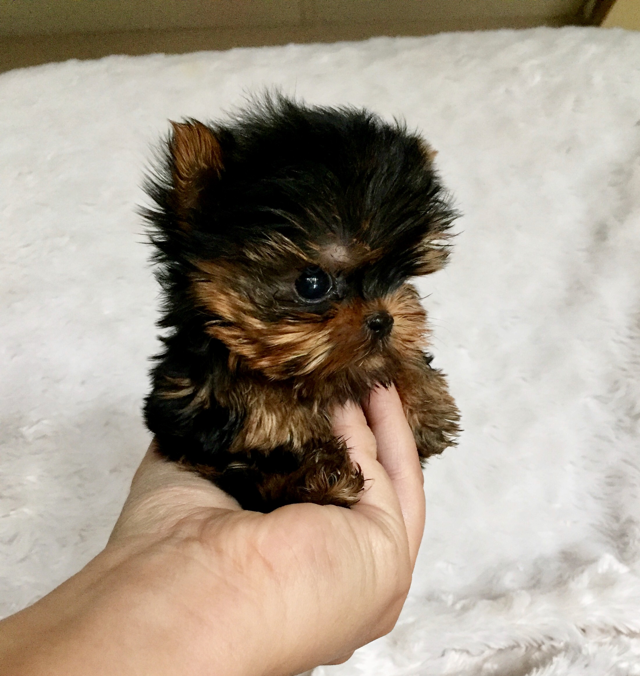 Extreme Micro Teacup Yorkie Puppy For Sale Los Angeles Breeder