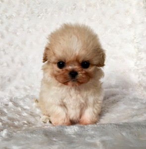 Micro Teacup Maltipoo Puppy for sale 