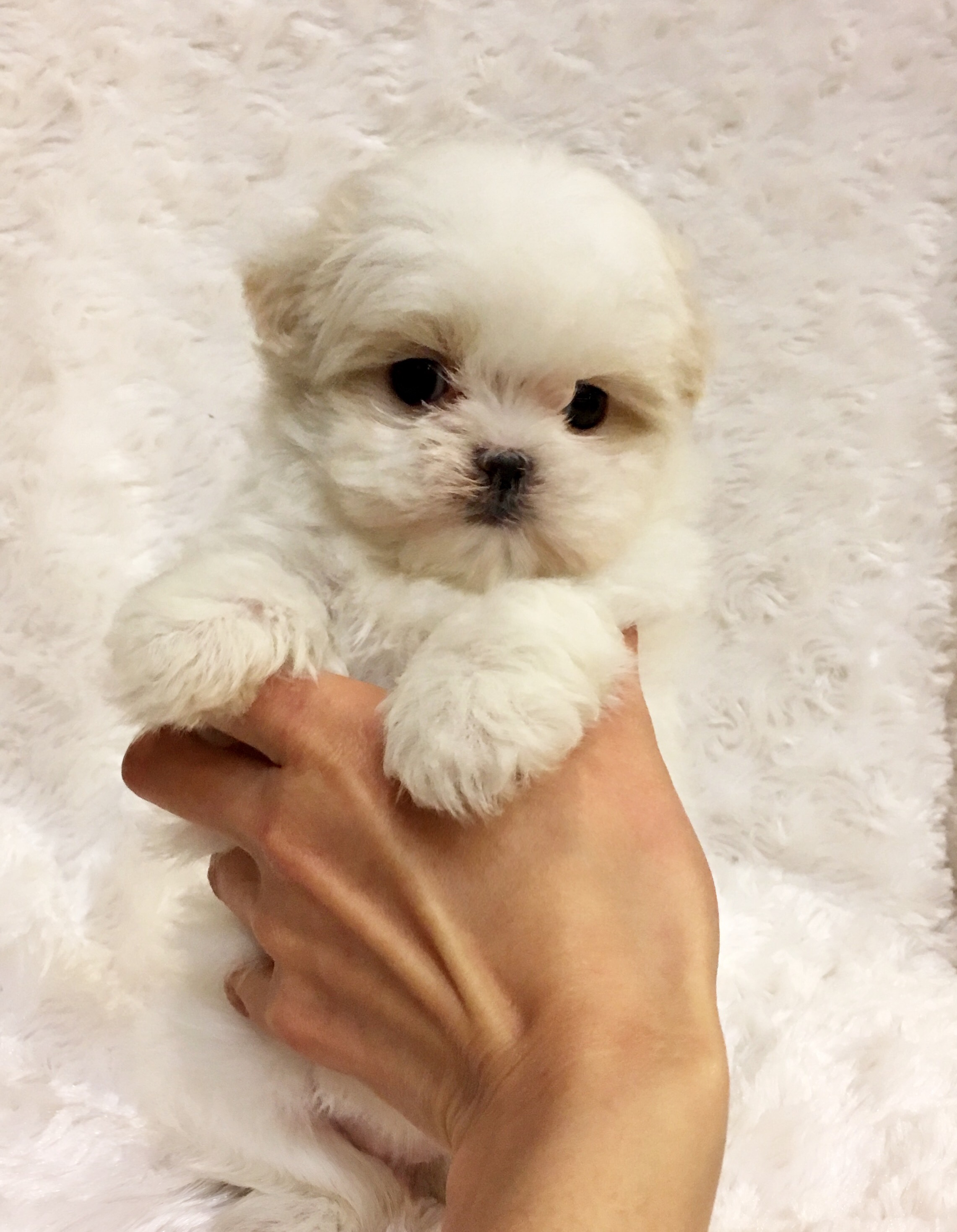 maltese micro teacup for sale