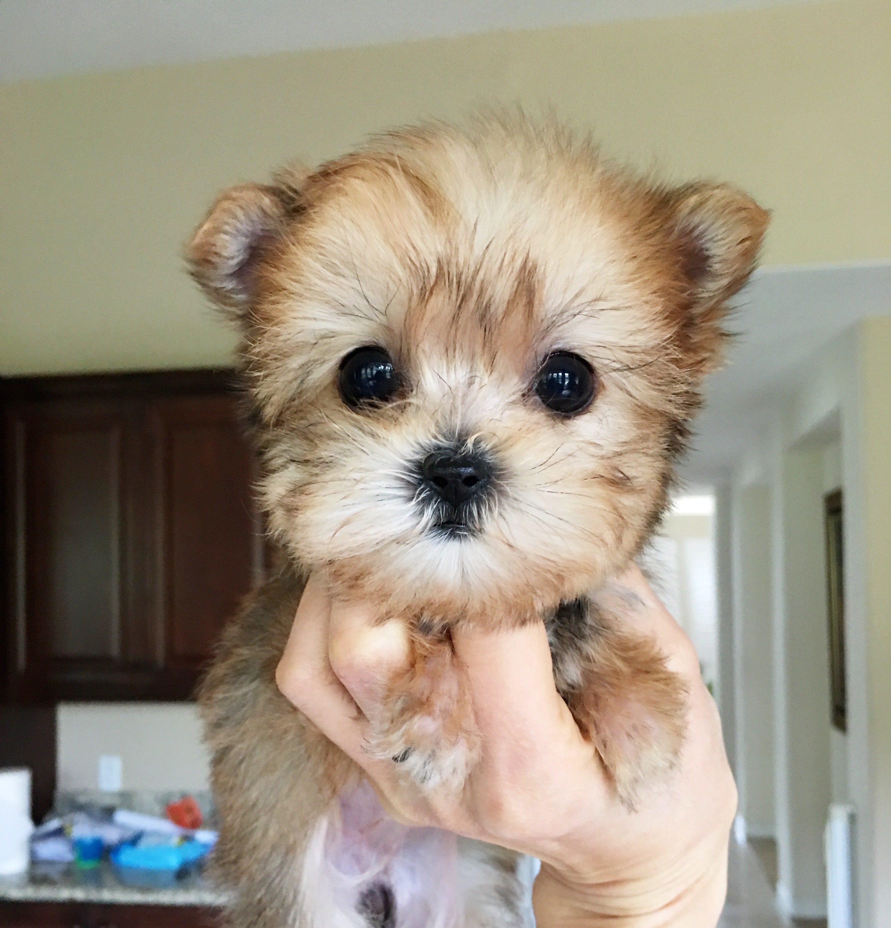 micro morkie