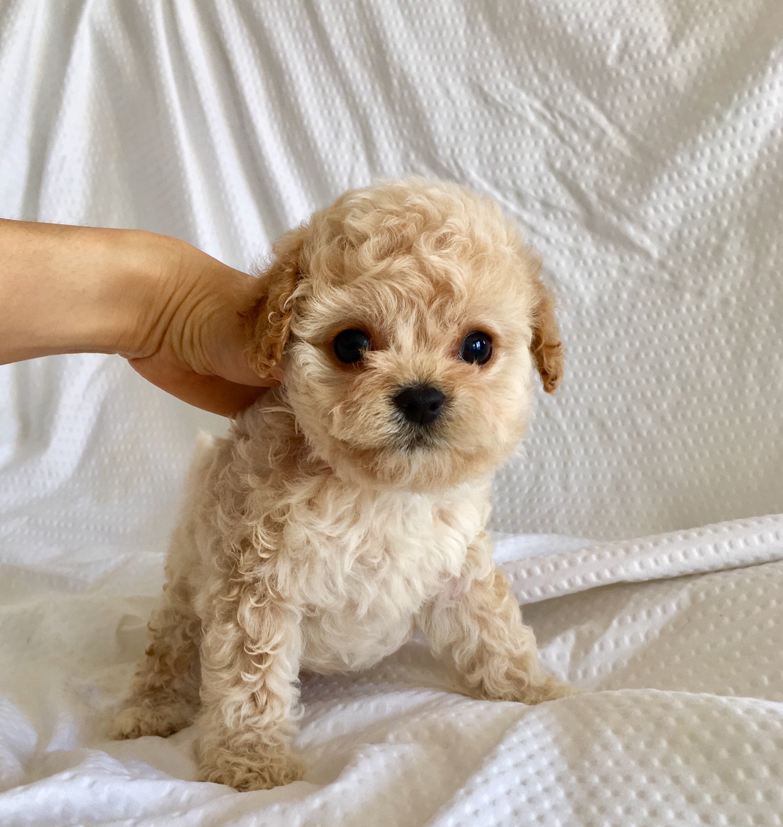 teacup maltipoo puppy for sale! iHeartTeacups