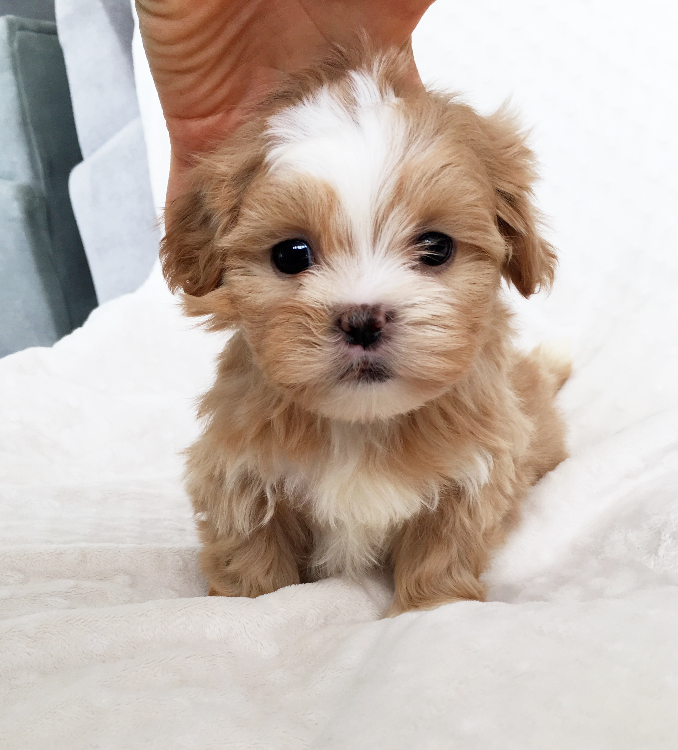 Adorable Morkie Puppy for sale! | iHeartTeacups