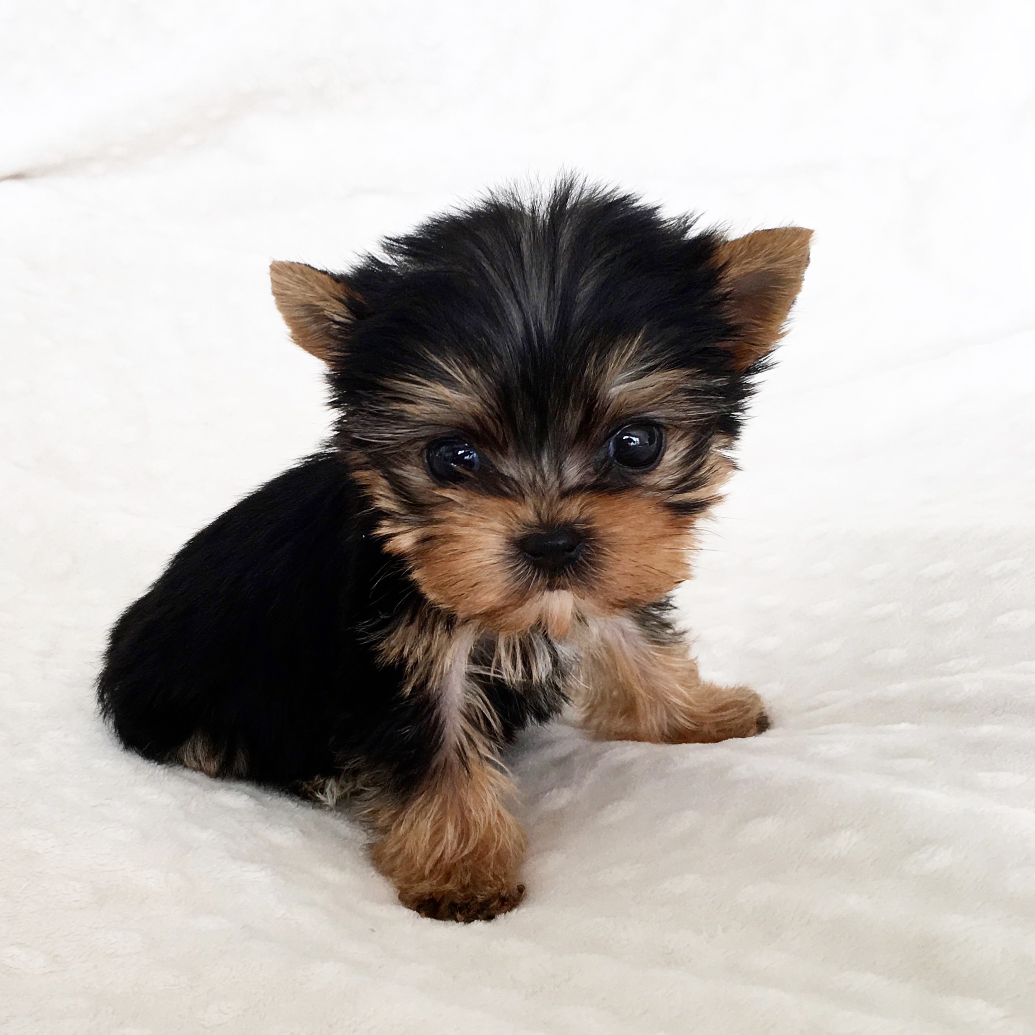 micro mini yorkie puppies