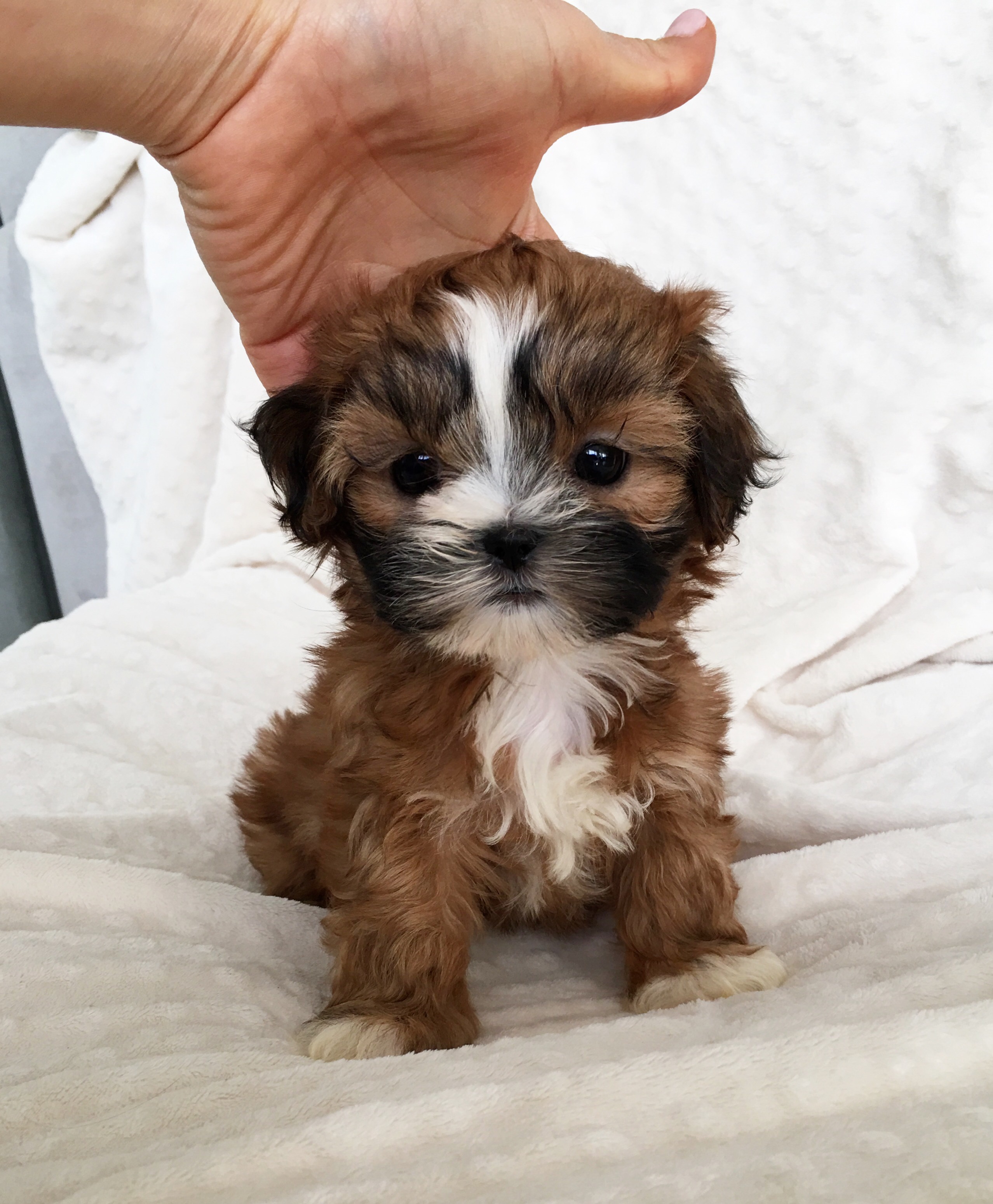 morkie puppies price