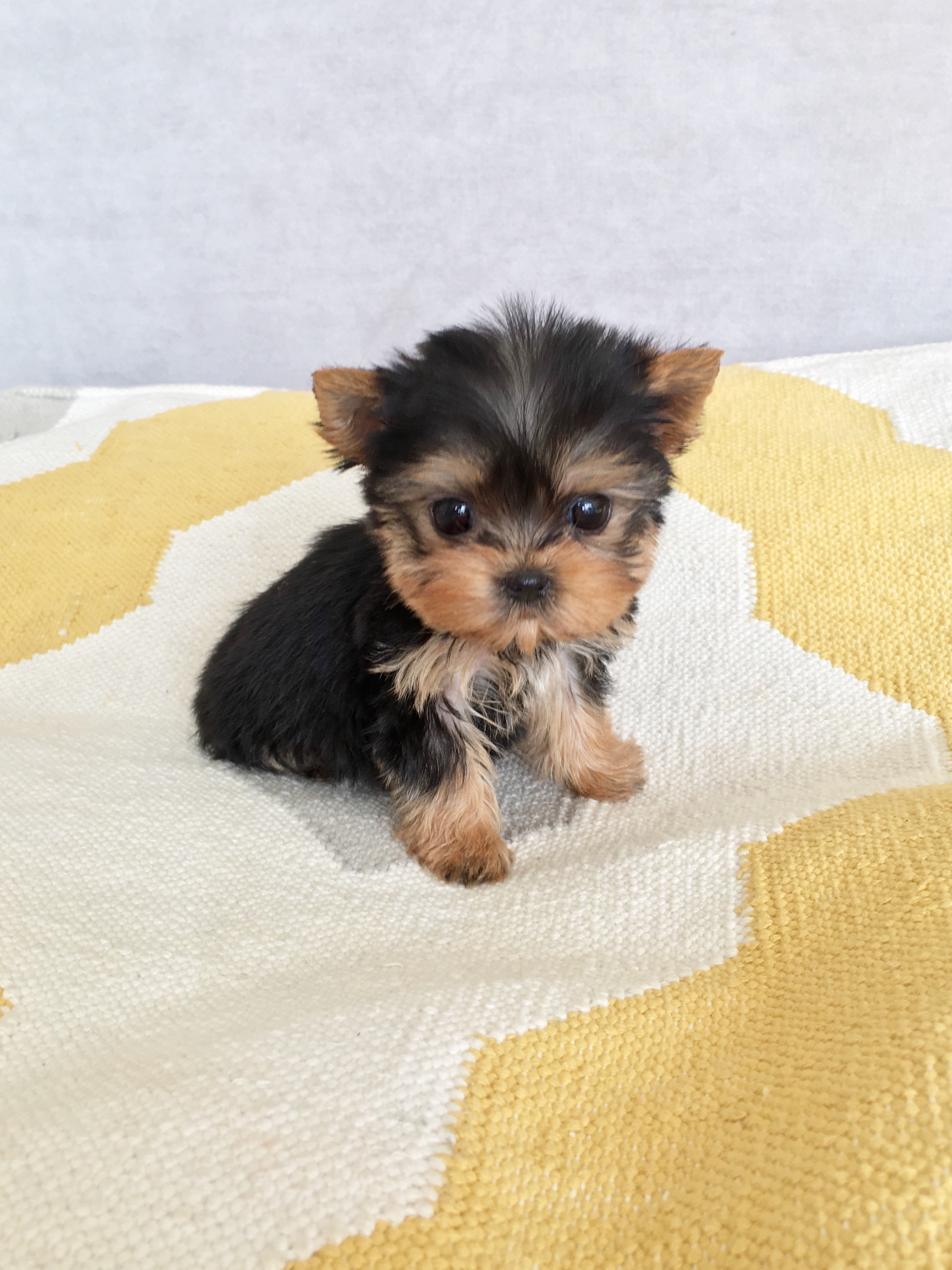 micro teacup puppies for sale