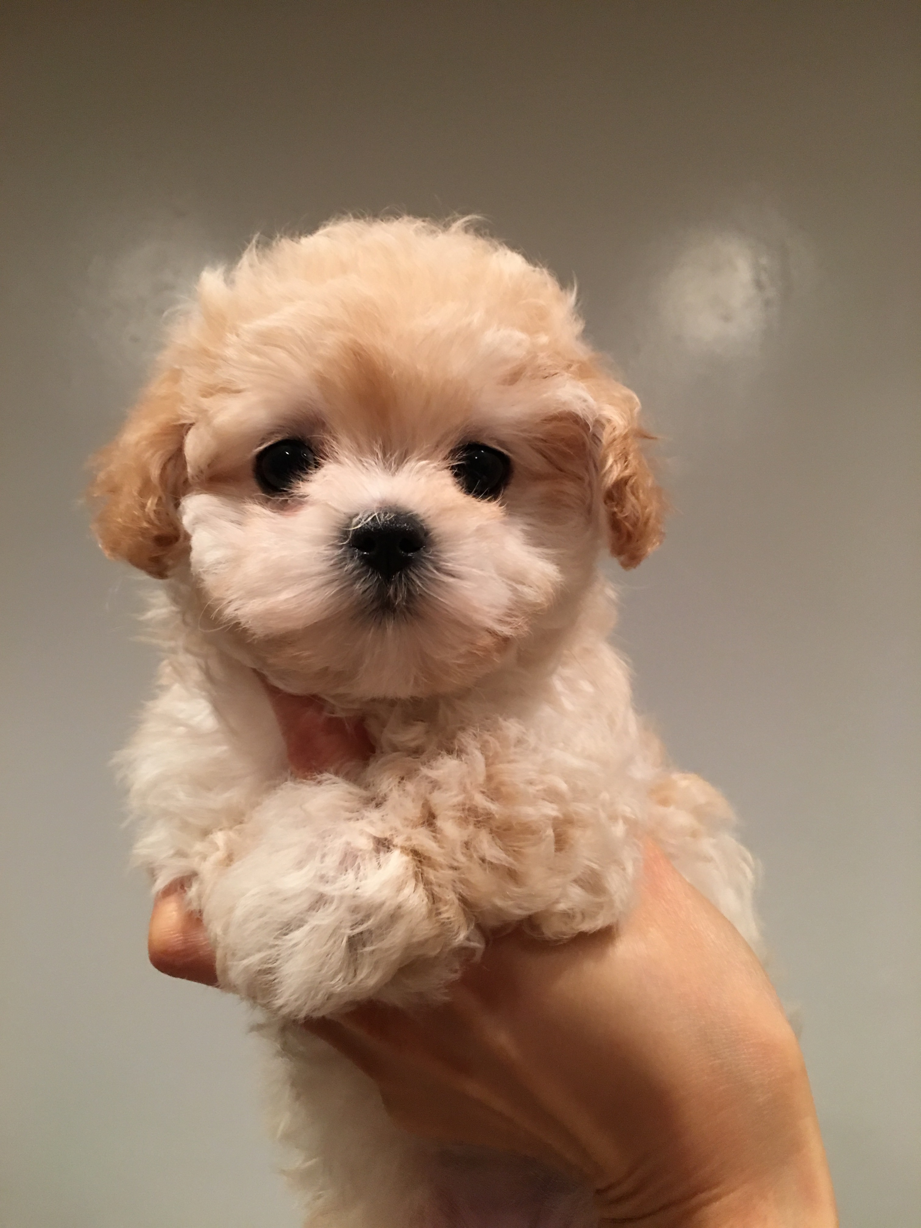 Teacup maltipoo puppy for sale! California Princess iHeartTeacups