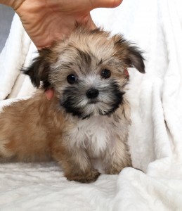 morkie puppy puppies tcup teacup california iheartteacups morkies caramel sold
