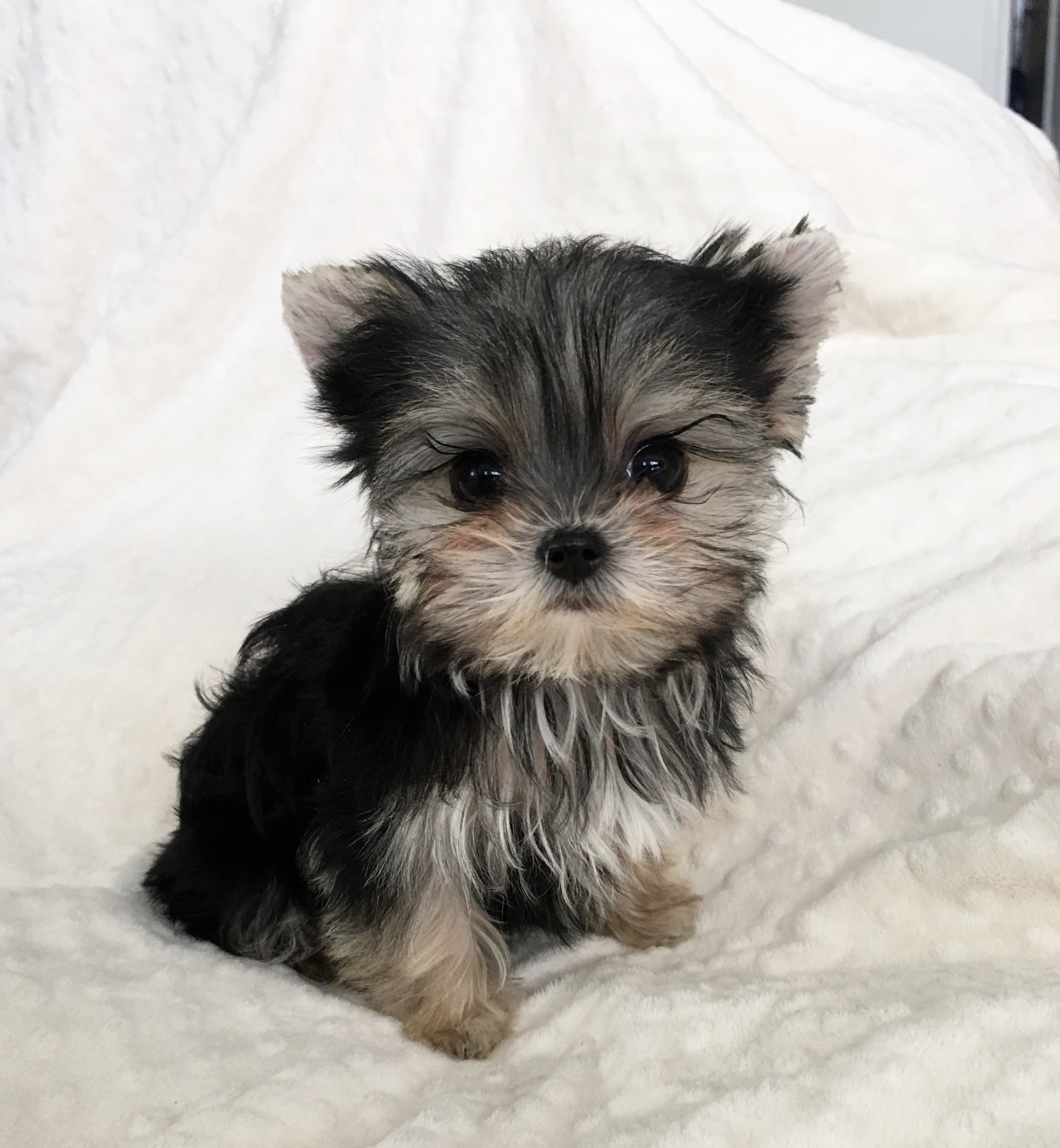 black teacup puppy