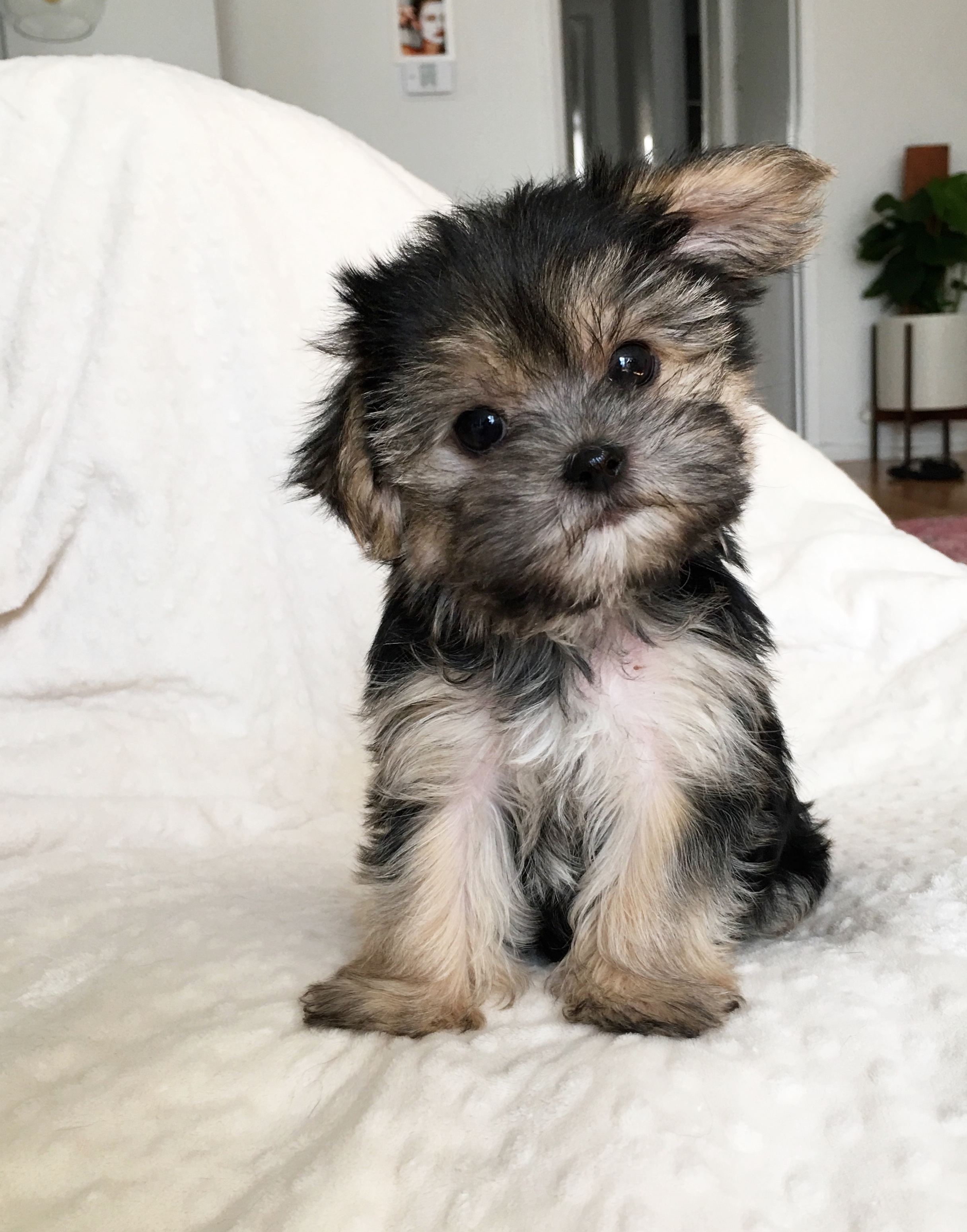 Teacup Morkie Puppy For Sale Iheartteacups