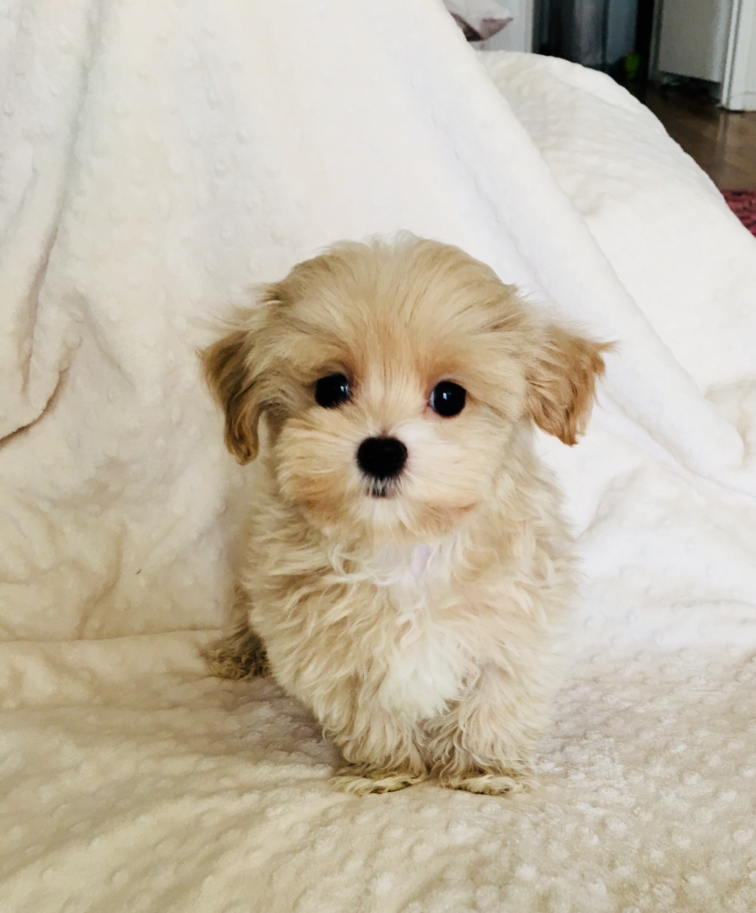 teddy bear maltipoo