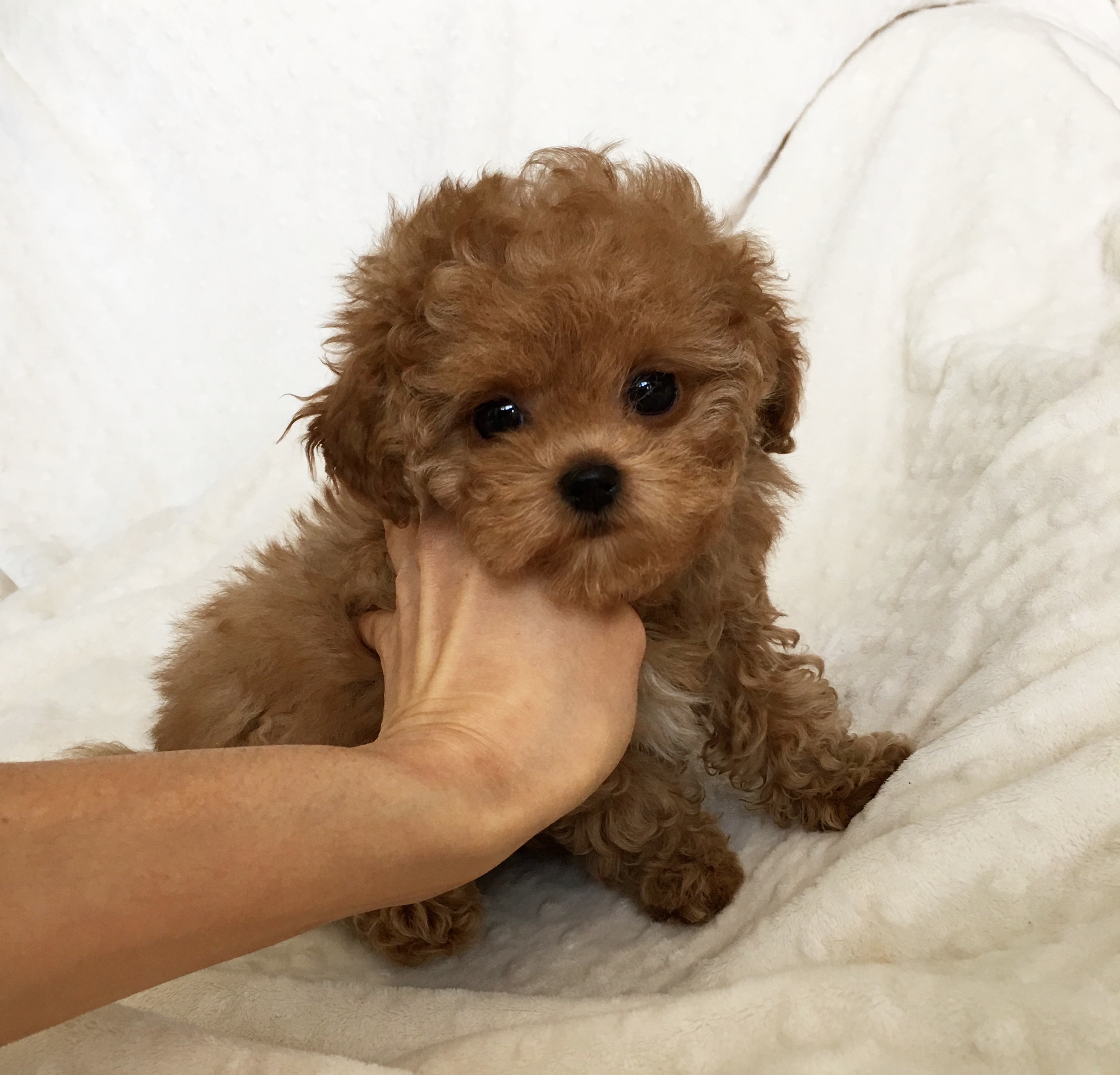 Teacup Maltipoo Puppy RED for sale 
