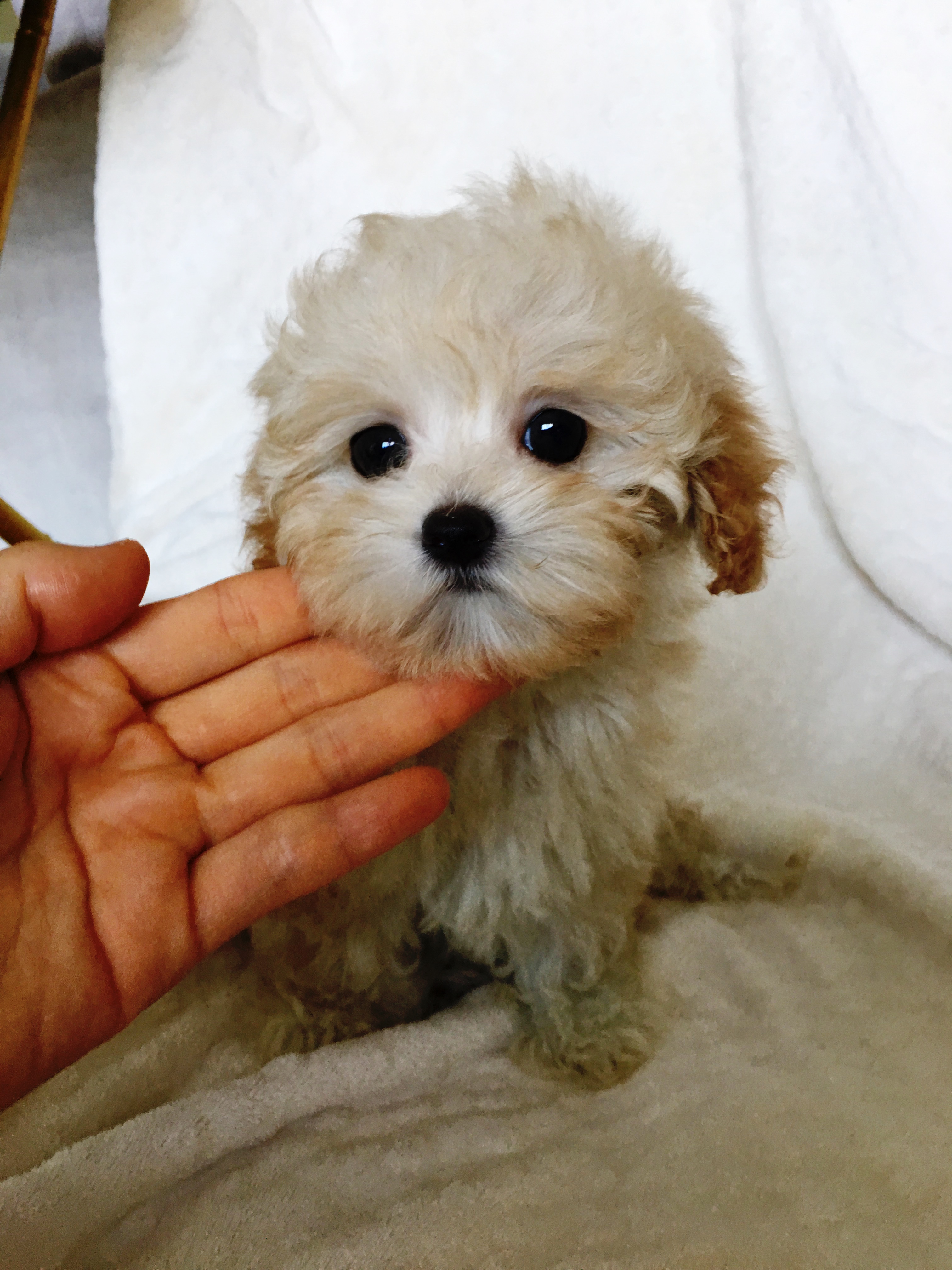 Teacup Maltipoo Puppy for sale los angeles, california iHeartTeacups