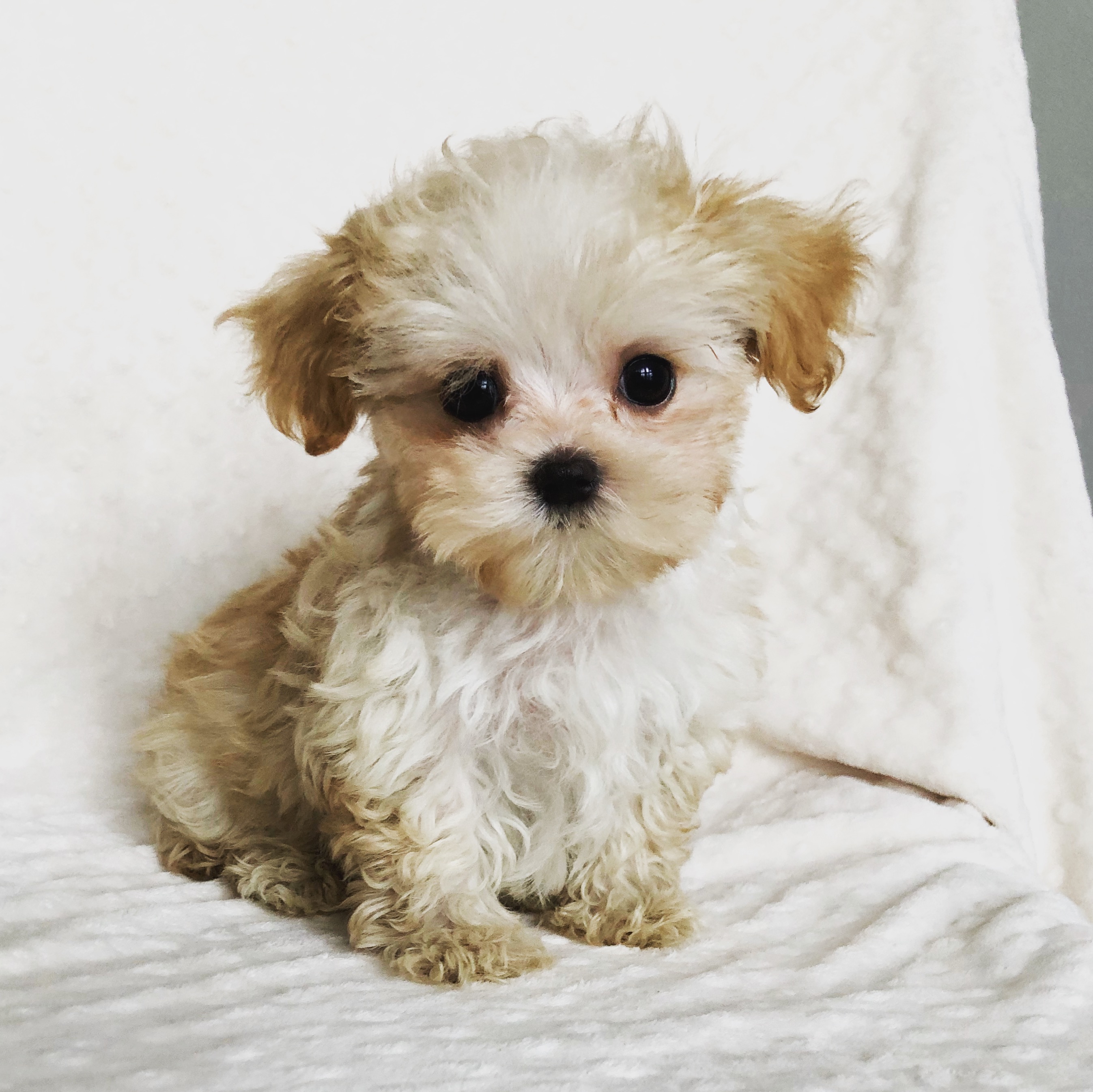 teacup-maltipoo-puppy-male-iheartteacups