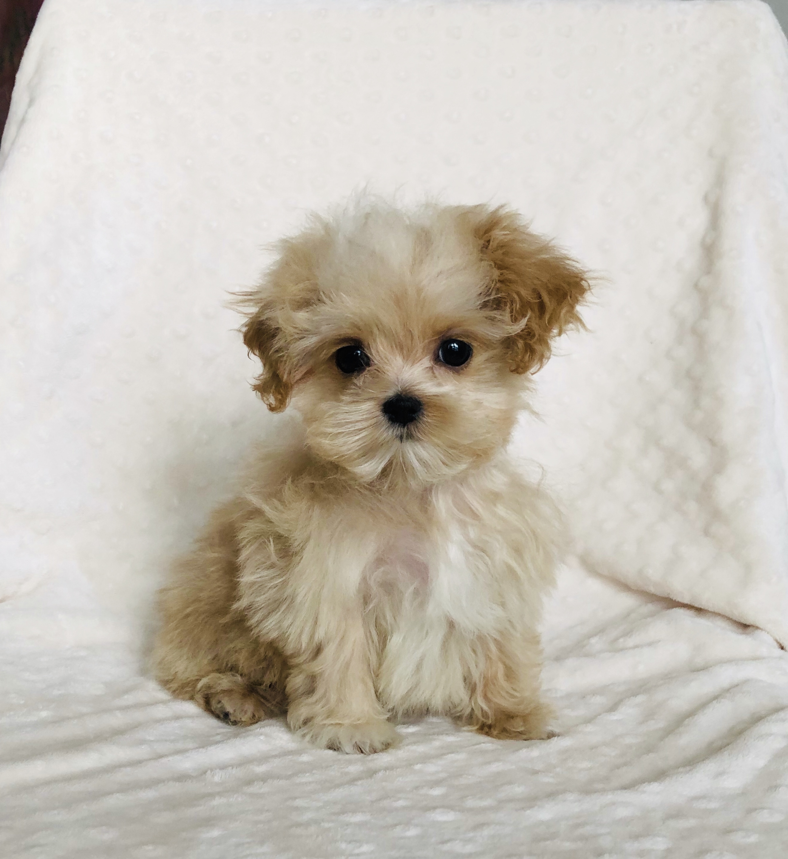 Tiny Teacup Maltipoo Puppy teddy! | iHeartTeacups