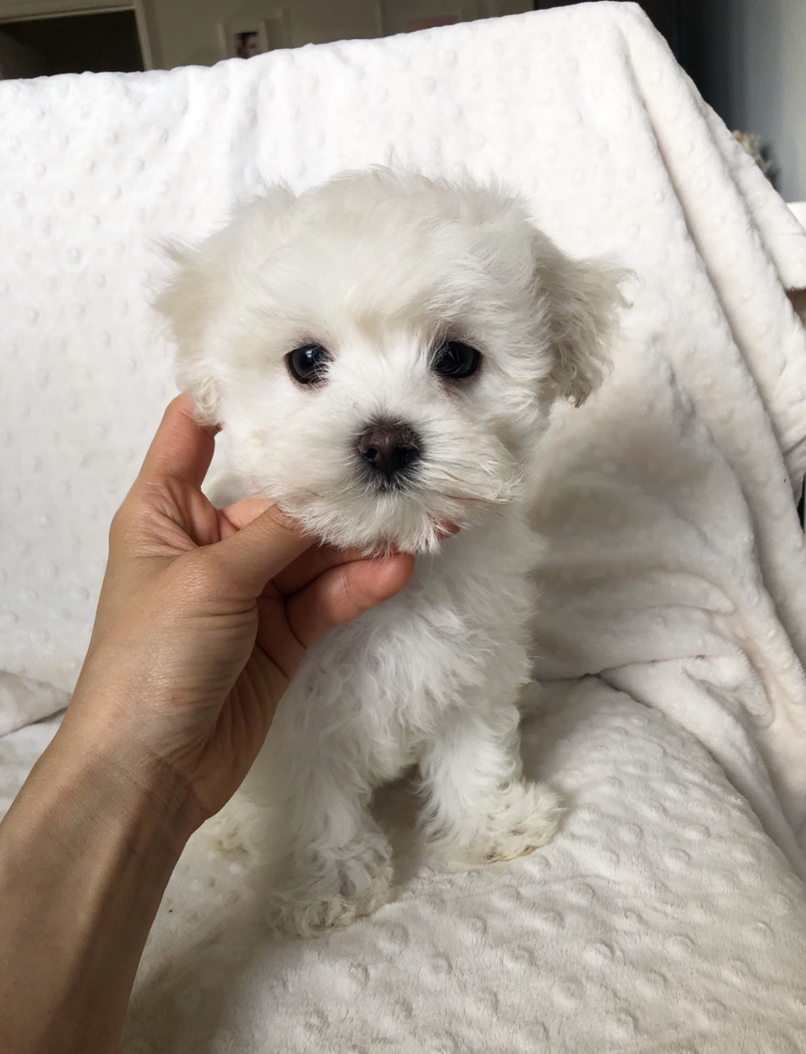 Teddy bear boy Matlese Poodle Puppy for sale! | iHeartTeacups