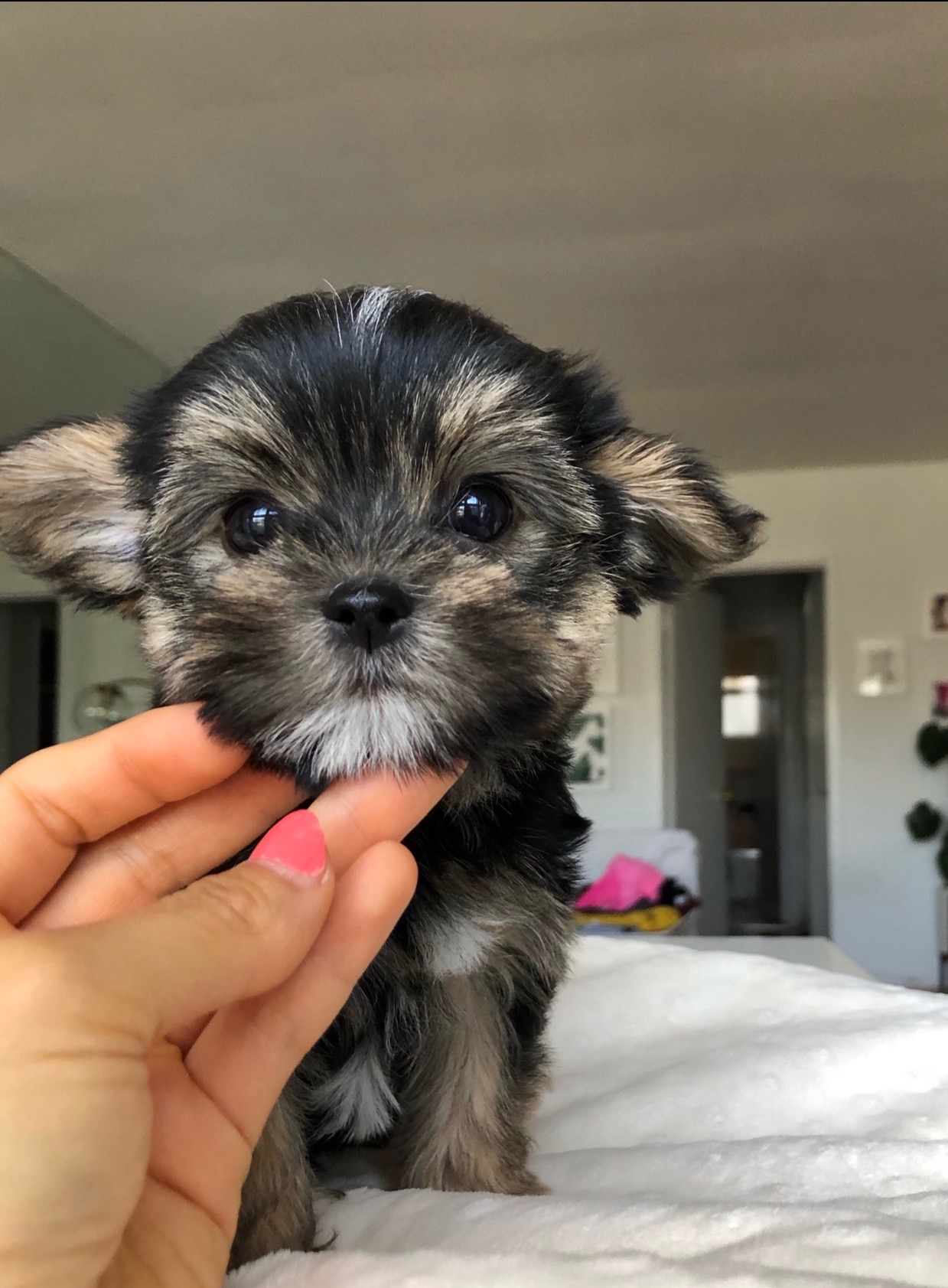 cheap-yorkie-puppies-for-sale