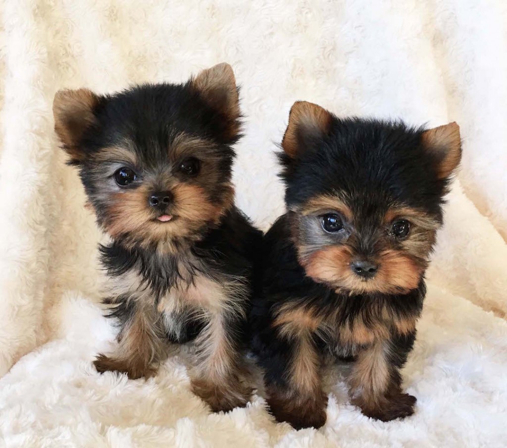 Teacup Yorkshire Terrier Females Additional Pictures! iHeartTeacups
