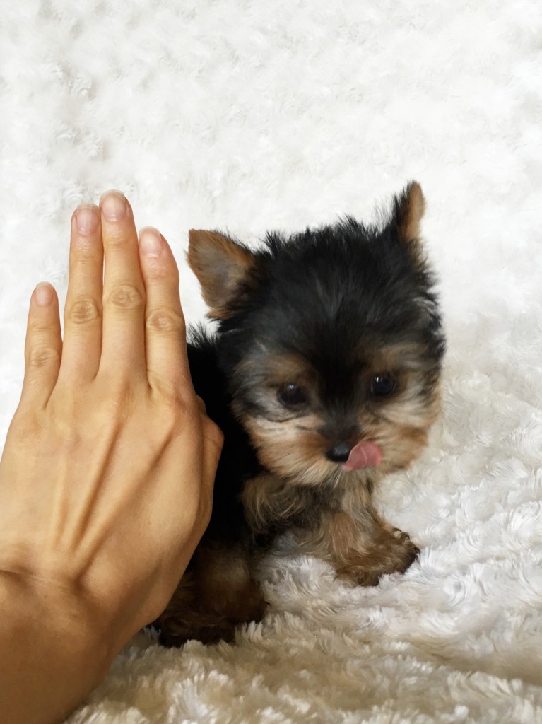 Tiny Teacup Yorkie Puppy for sale! iHeartTeacups