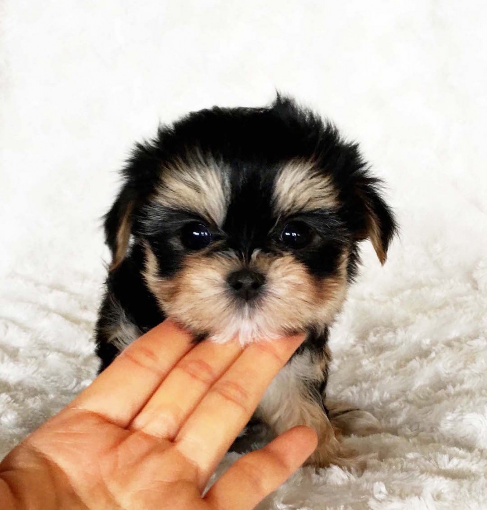 Teacup Morkie "Harper" for sale iHeartTeacups