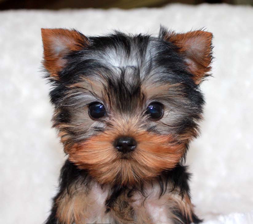 micro-teacup-yorkie-puppy-for-sale-iheartteacups