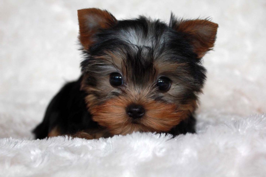 Micro Teacup Yorkie Puppy for sale! iHeartTeacups