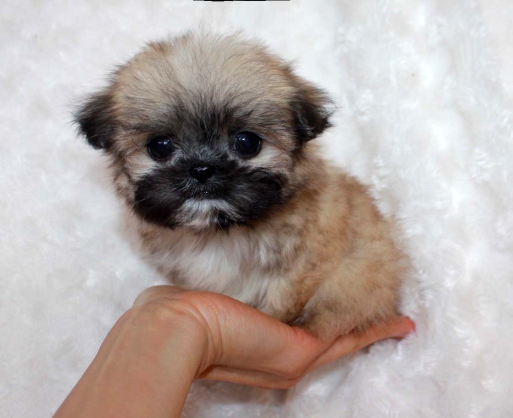 Micro Teacup Puppy Teddy bear face for sale! iHeartTeacups