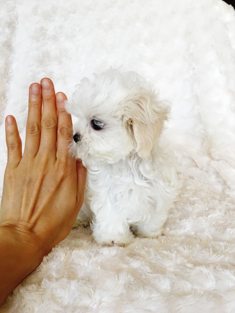 Micro Teacup Maltese Puppy xxs perfect! Billy ) iHeartTeacups