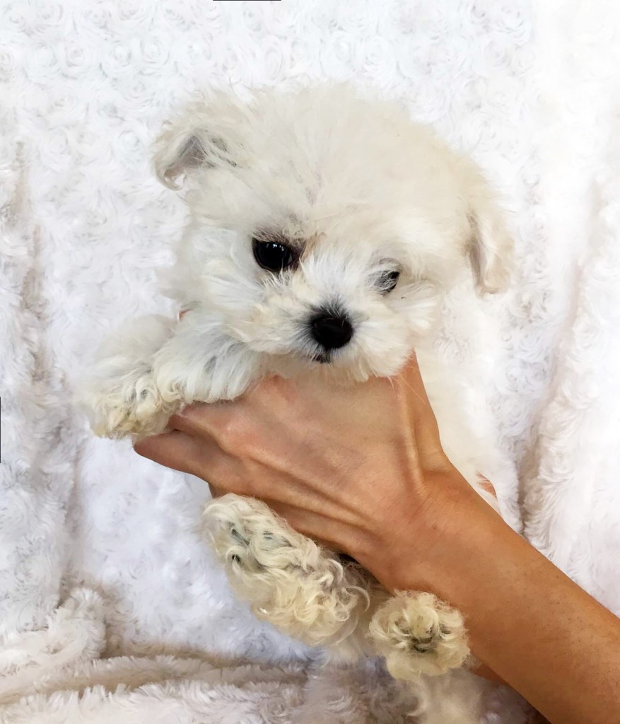 Teacup morkie puppy for sale! iHeartTeacups