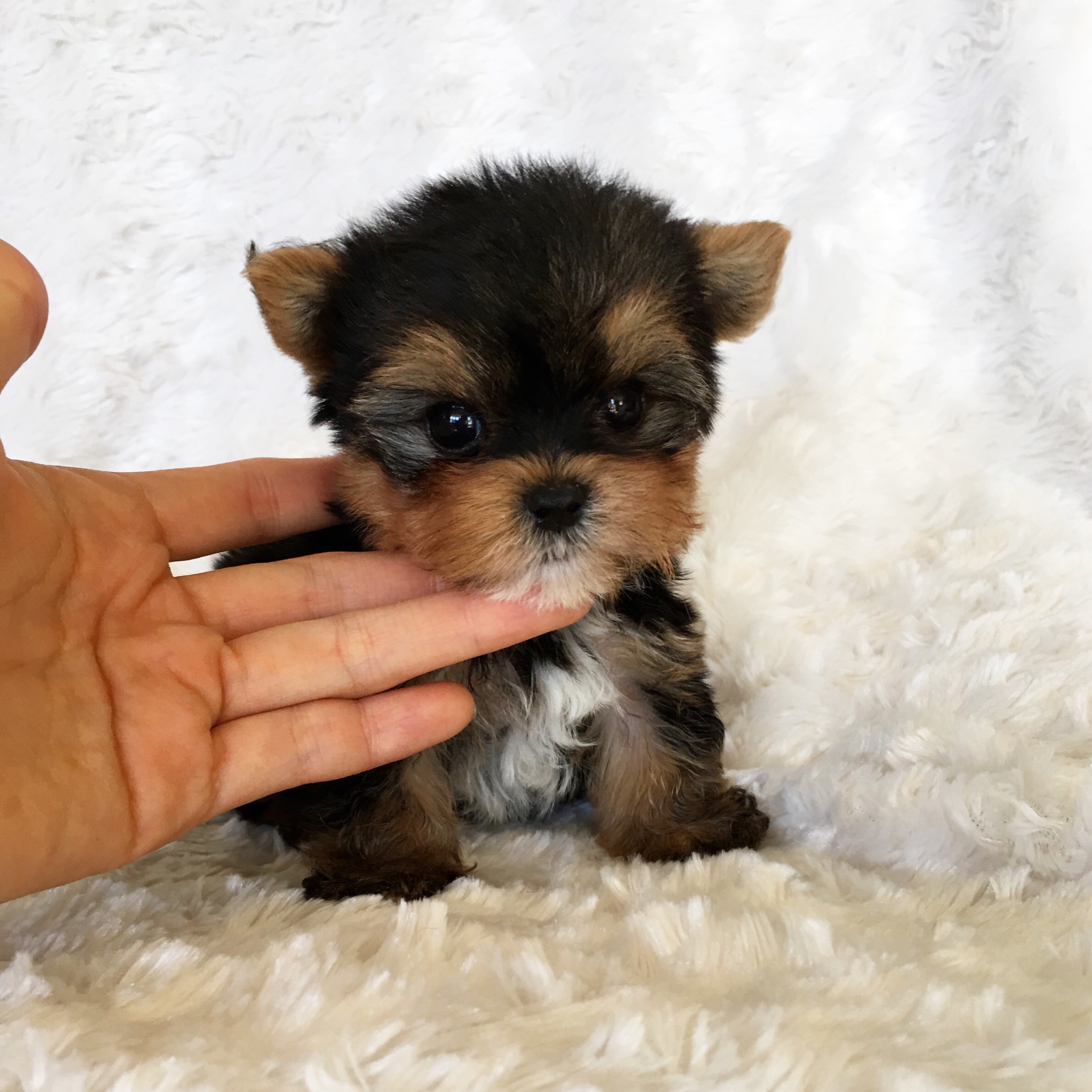Mini Yorkie Puppies - Photos All Recommendation