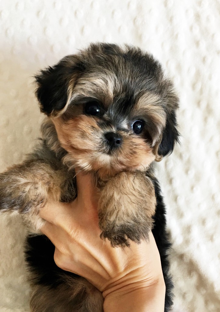 Teacup Morkie Puppy Female! iHeartTeacups